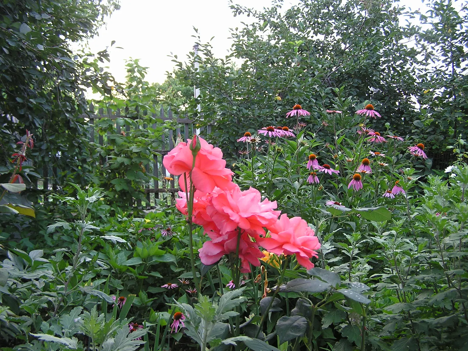 Coral Plant (Jatropha Multifida) — resembling a large oak leaf in shape; thrives in USDA zones 10-12, reaching 15 feet tall and wide, image 64