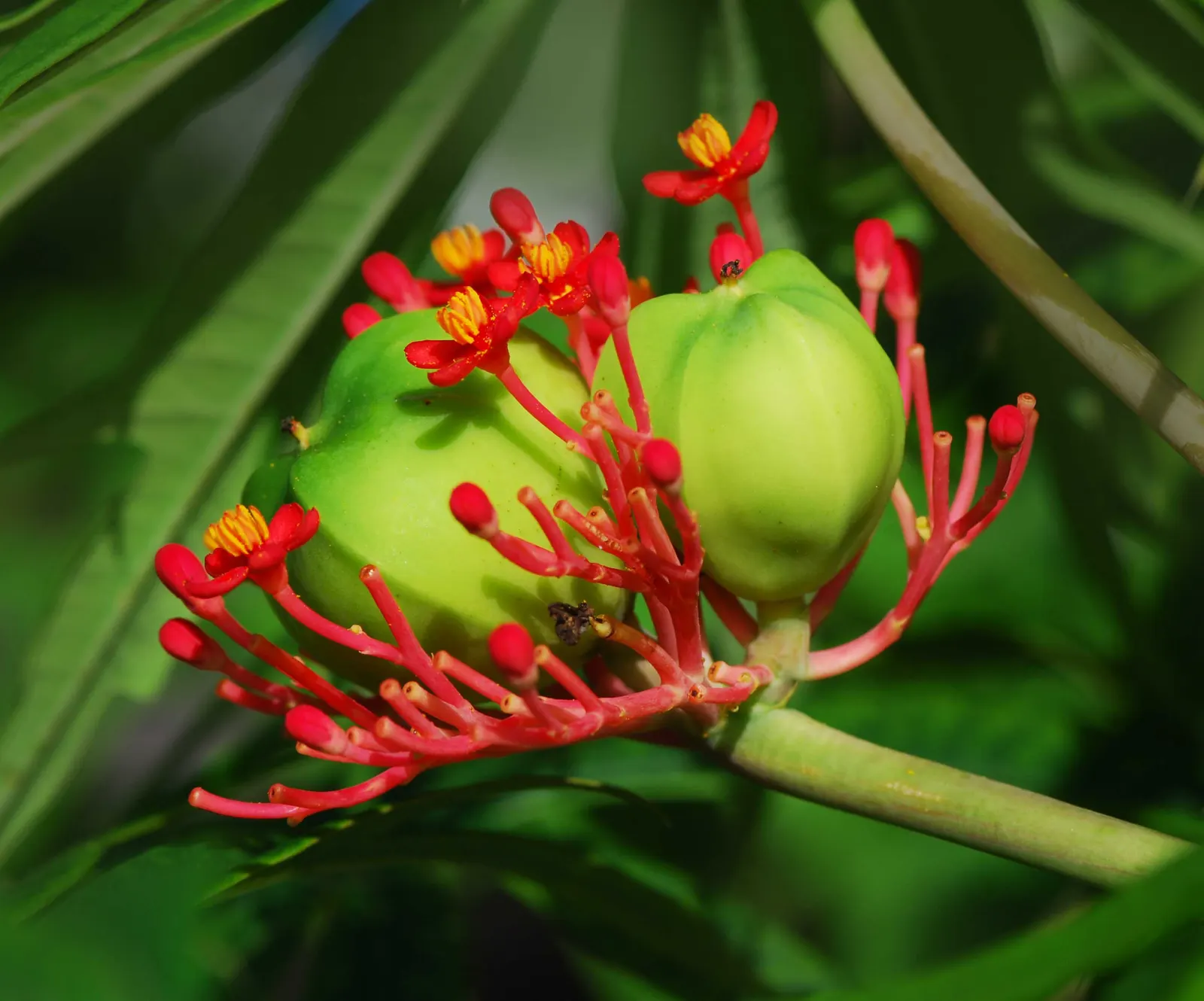 Coral Plant (Jatropha Multifida) — resembling a large oak leaf in shape; thrives in USDA zones 10-12, reaching 15 feet tall and wide