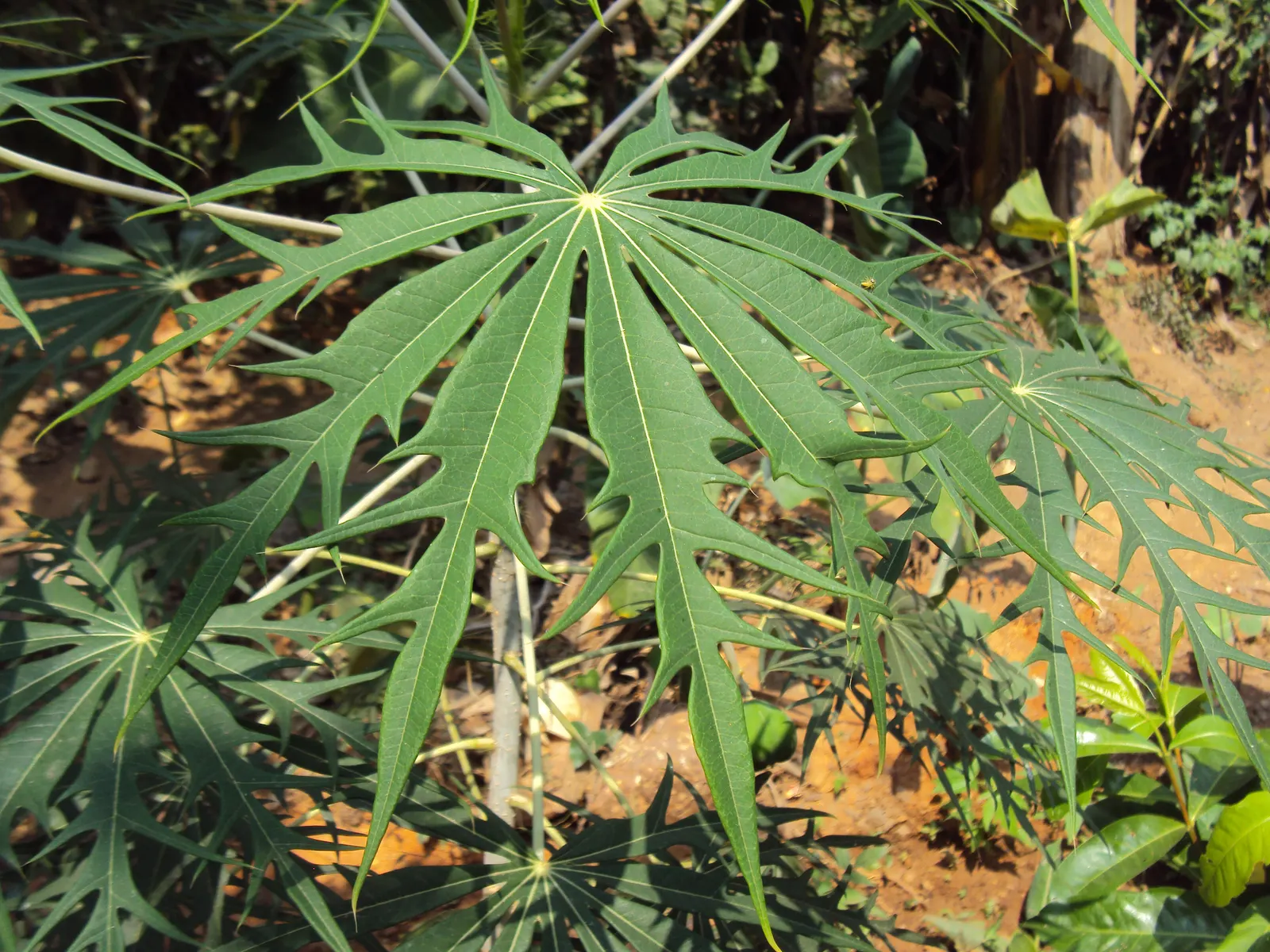 Coral Plant (Jatropha Multifida) — so placement should consider accessibility; the clusters of intricate