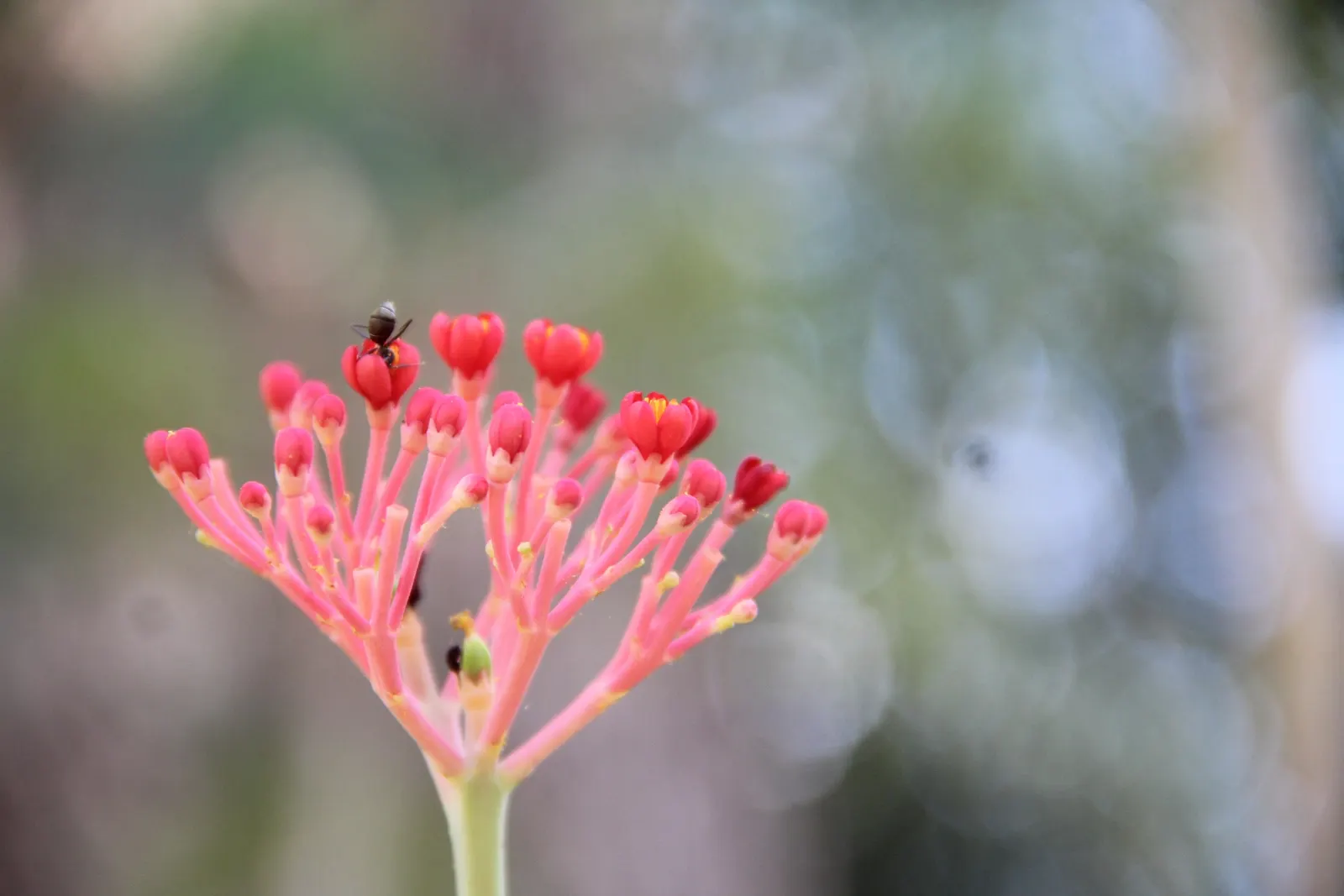 Coral Plant (Jatropha Multifida) — adding a burst of color and visual interest to any garden.<br><br>Ideal for USDA hardiness zones 10 to 12