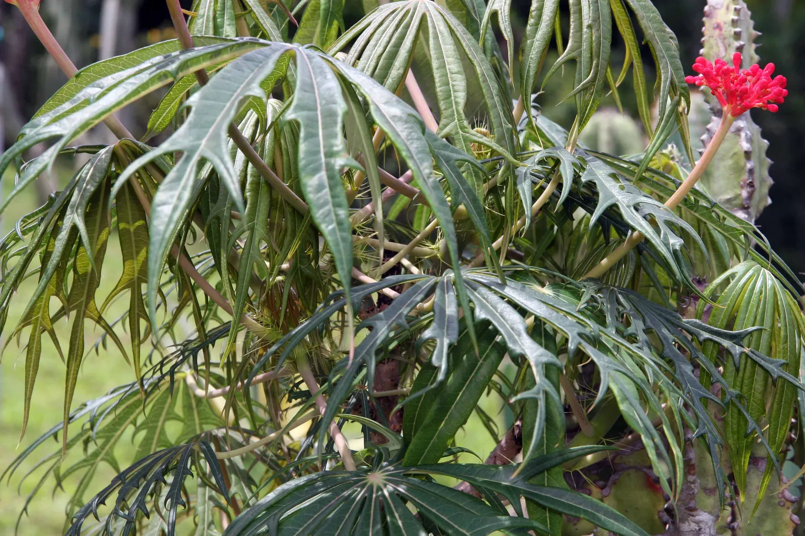 Coral Plant (Jatropha Multifida) — Note that all parts of the Coral Plant are poisonous if ingested and its sap can cause skin irritation; keep, image 98
