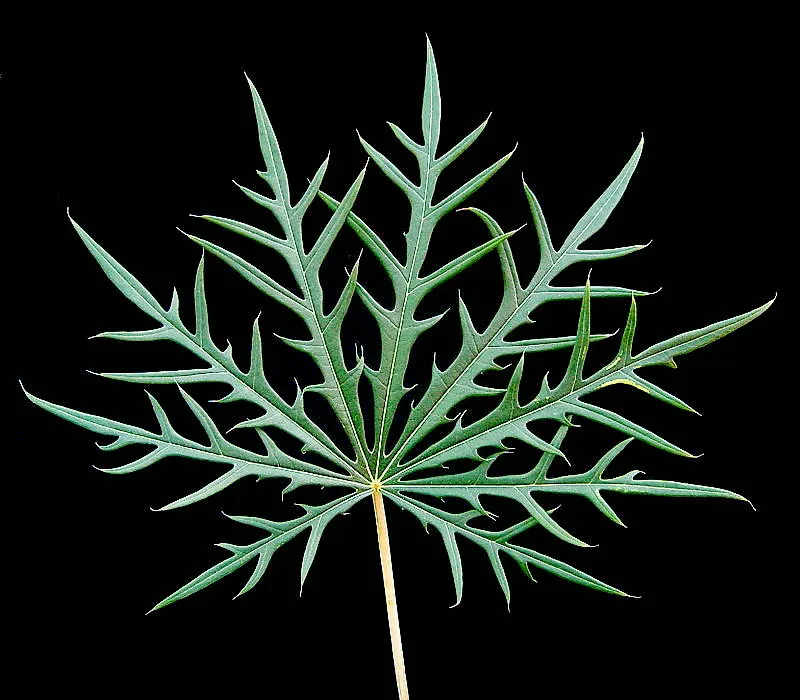 Coral Plant (Jatropha Multifida) — with its native roots in Mexico and Central America; star-shaped flowers can measure up to 1 inch in diameter