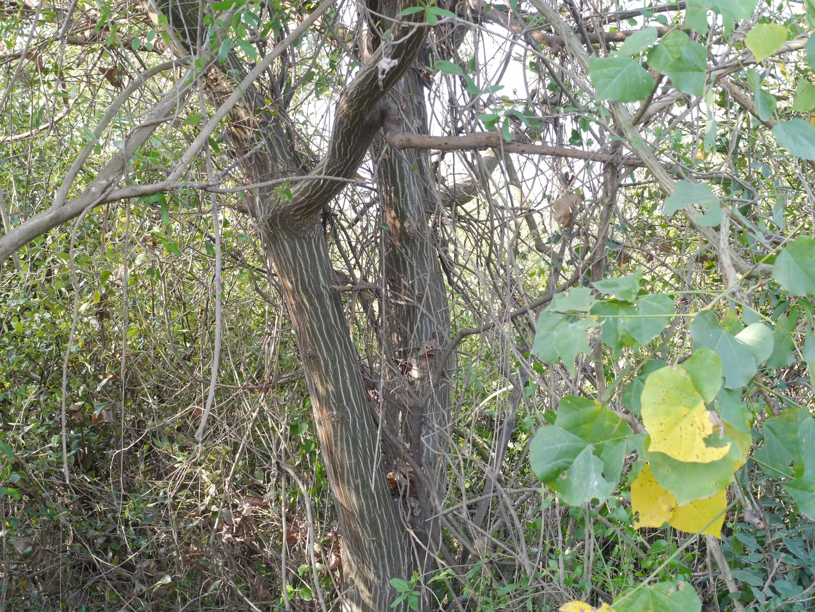 Coral Plant (Jatropha Multifida) — Thrives in USDA zones 10-12, reaching 15 feet tall and wide; jatropha multifida requires well-draining soil and a sunny