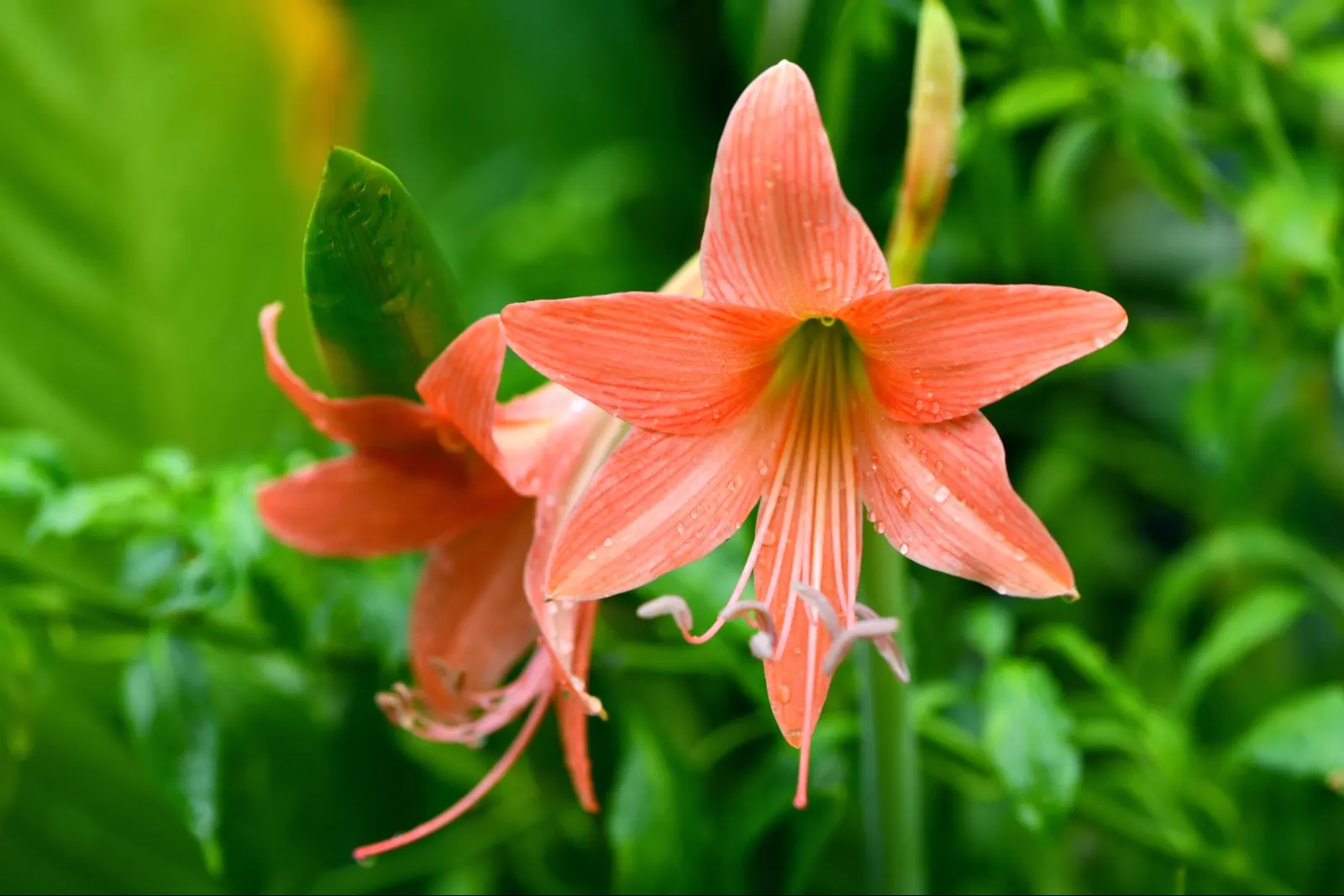 Coral Plant (Jatropha Multifida) — star-shaped flowers can measure up to 1 inch in diameter; red flowers in the garden