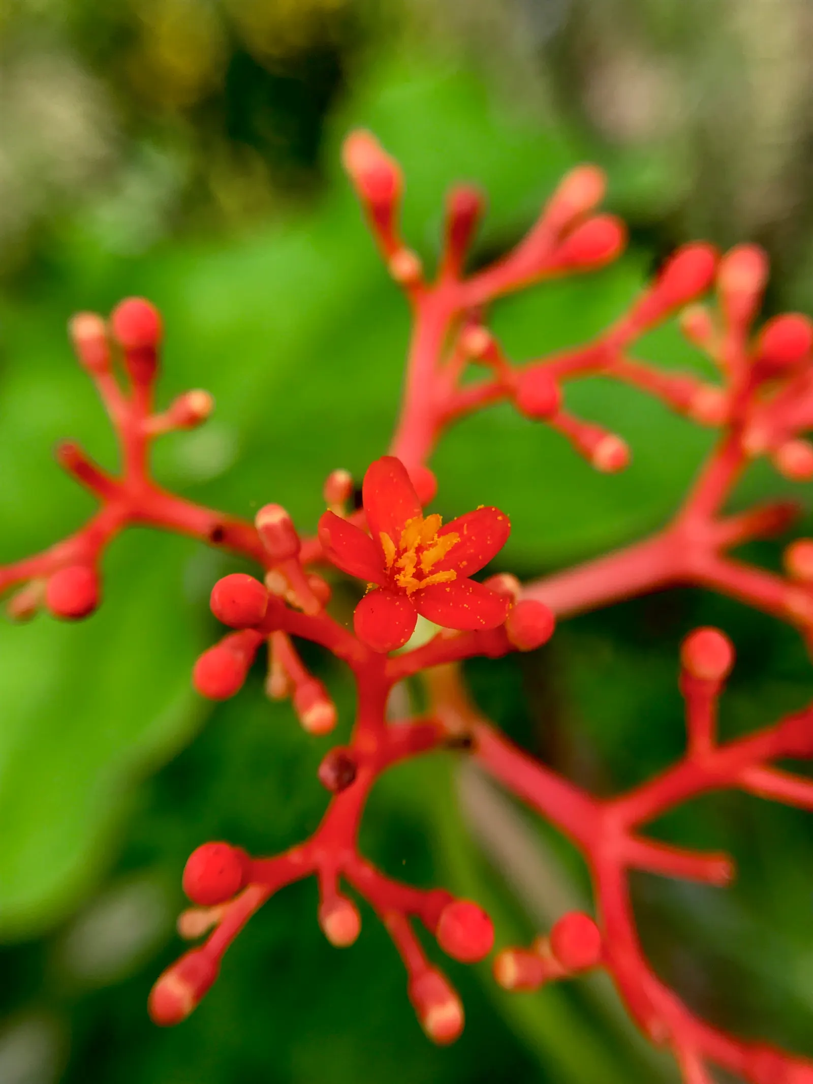 Coral Plant (Jatropha Multifida) — star-shaped flowers can measure up to 1 inch in diameter; red flowers in the garden, image 93