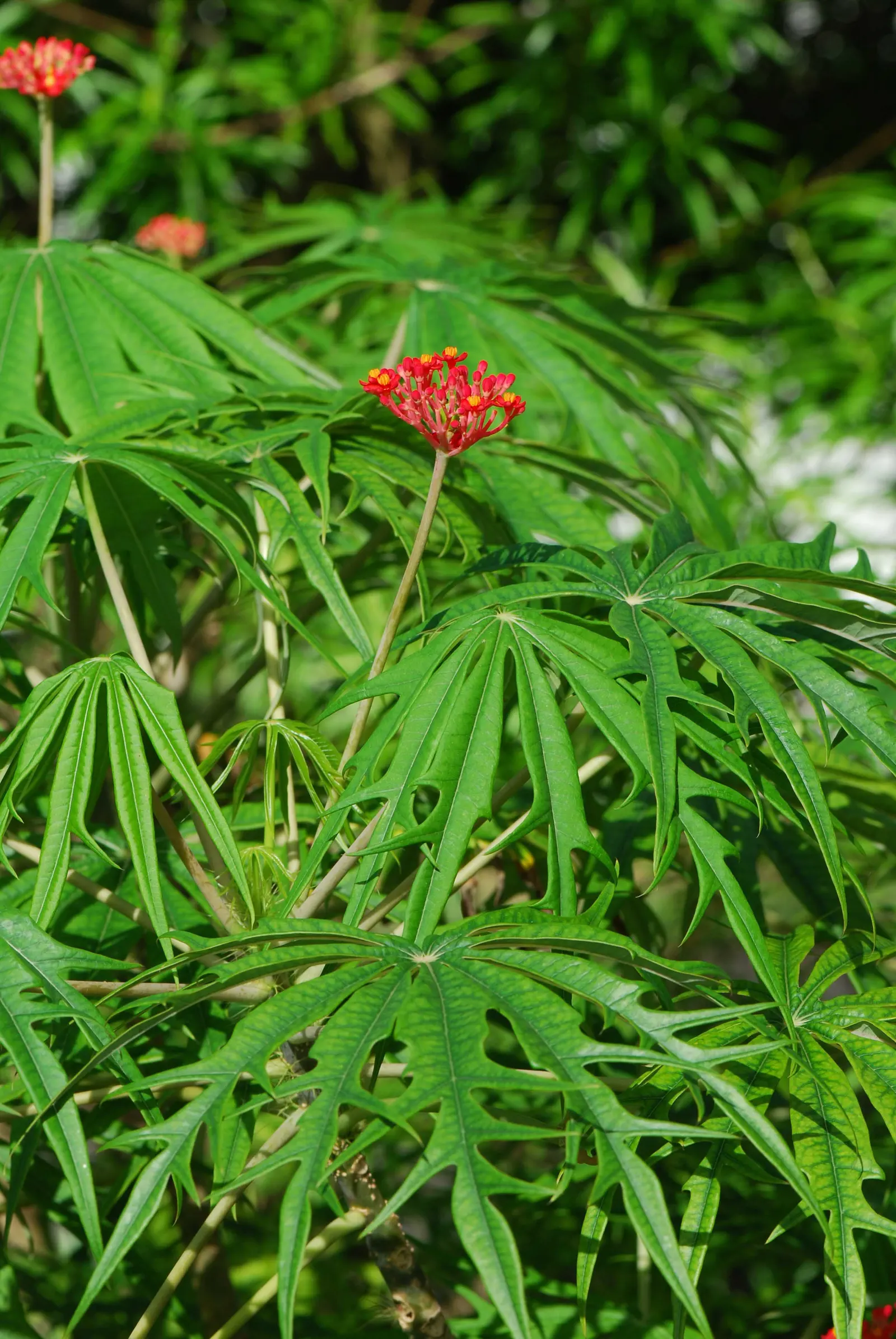 Coral Plant (Jatropha Multifida) — As a landscape architect assistant; so placement should consider accessibility, image 74