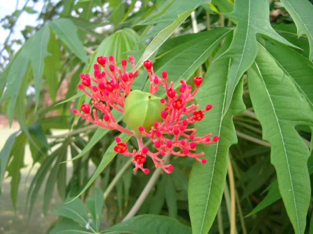 Coral Plant (Jatropha Multifida) — so placement should consider accessibility