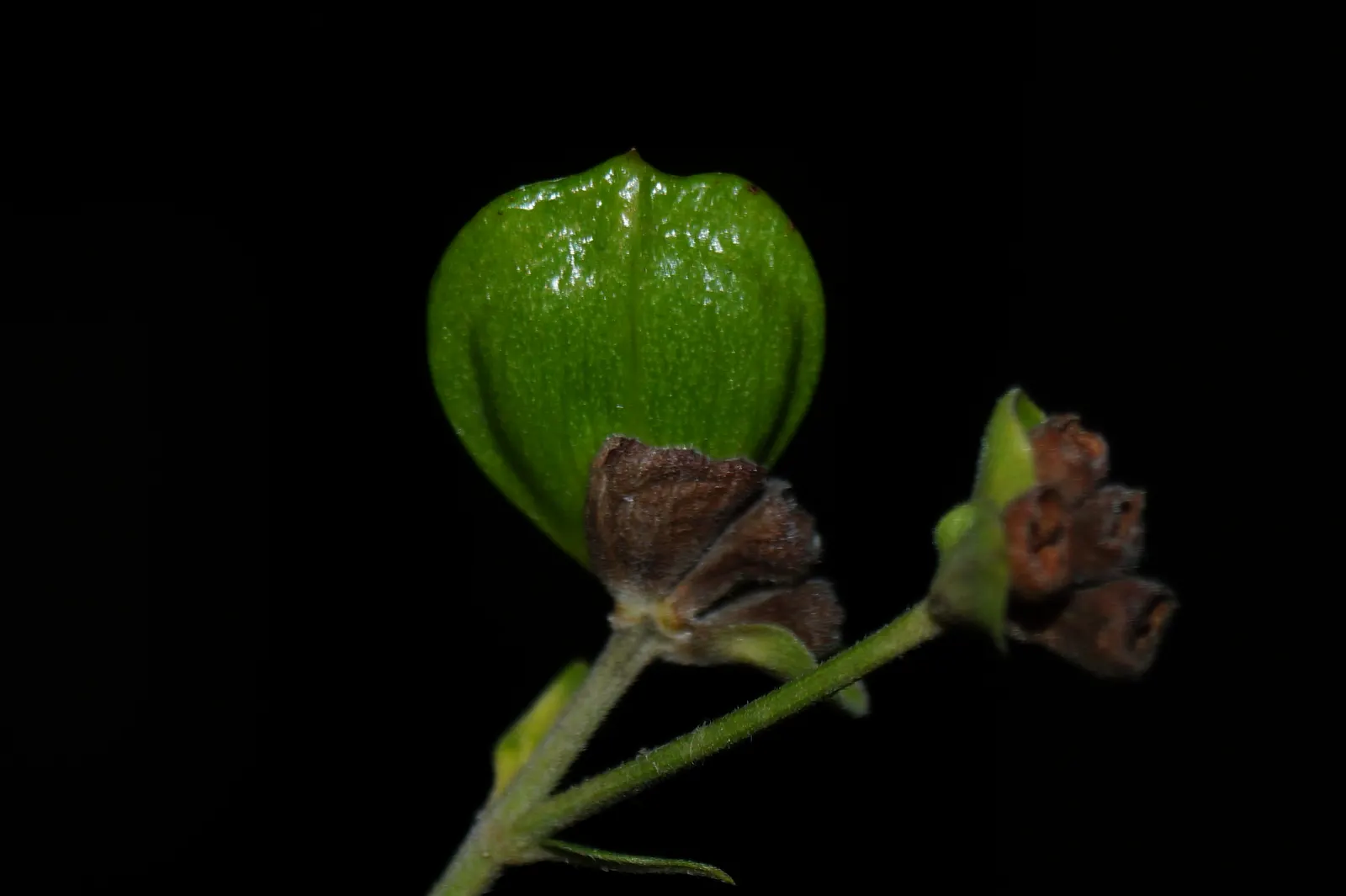 Coral Plant (Jatropha Multifida) — Thrives in USDA zones 10-12, reaching 15 feet tall and wide; jatropha multifida requires well-draining soil and, image 55