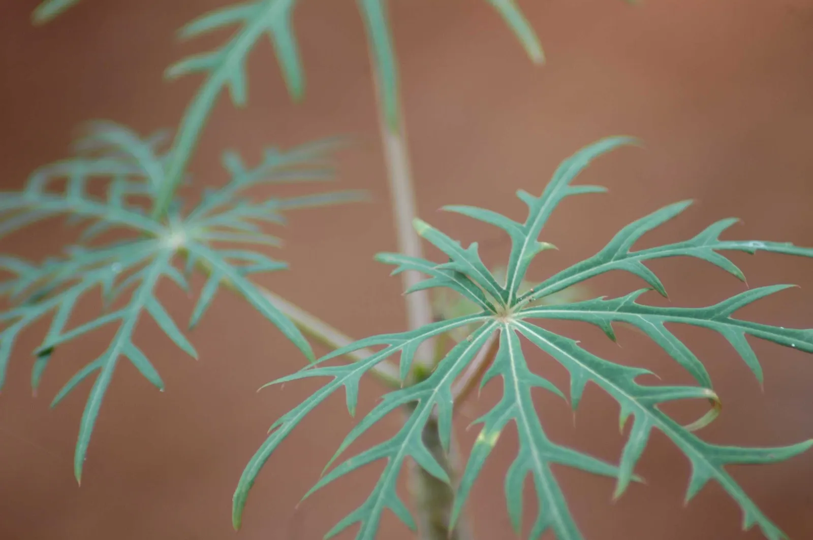 Coral Plant (Jatropha Multifida) — Drought-tolerant once established; adds exotic flair and vertical interest to landscapes