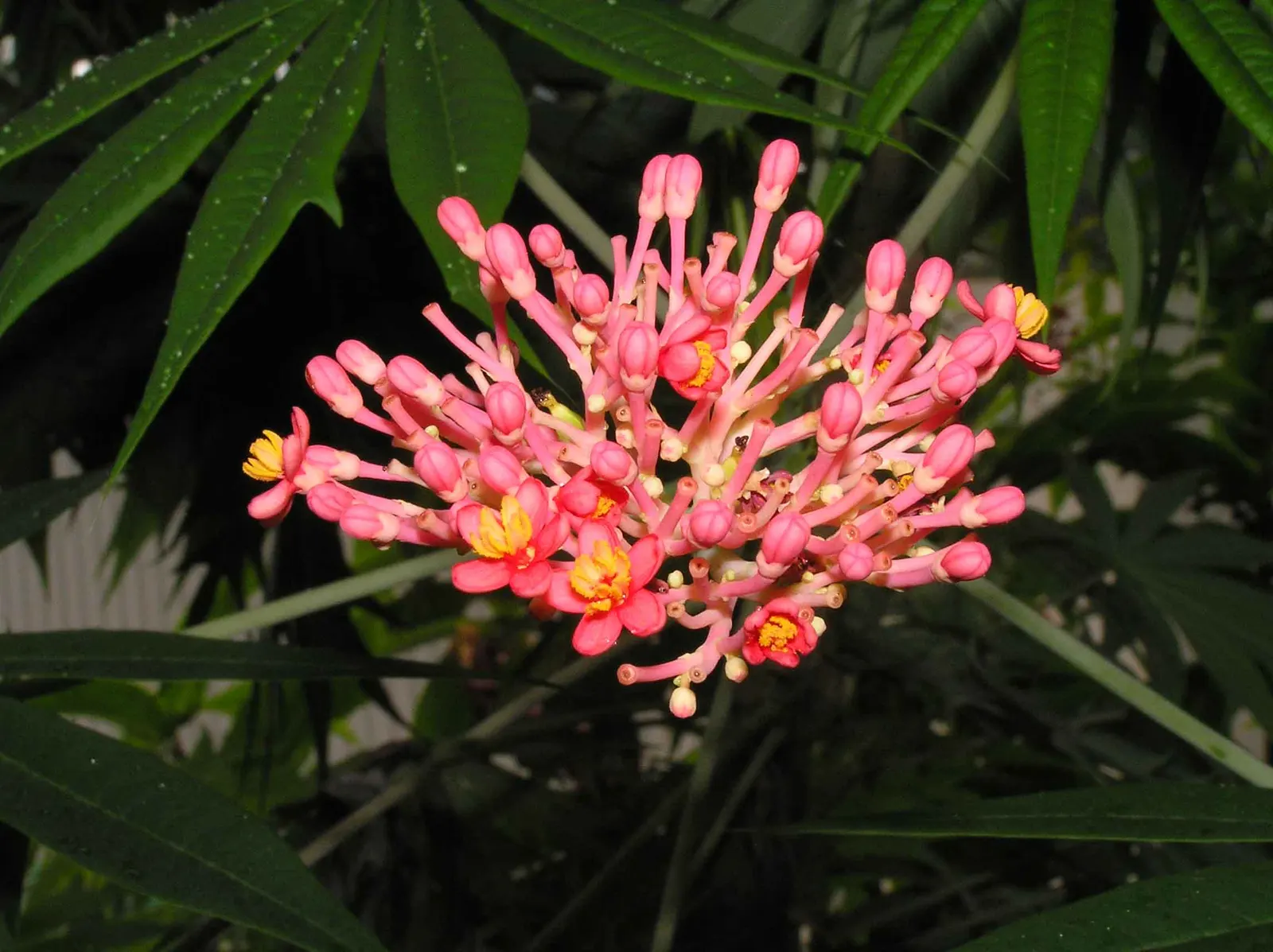 Coral Plant (Jatropha Multifida) — with its native roots in Mexico and Central America; star-shaped flowers can measure up to 1 inch in diameter, image 62