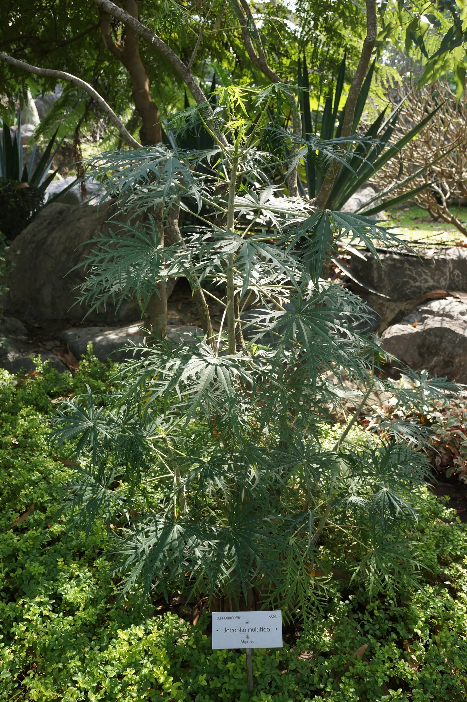 Coral Plant (Jatropha Multifida) — Note that all parts of the Coral Plant are poisonous if ingested and its sap can cause skin irritation; keep away from