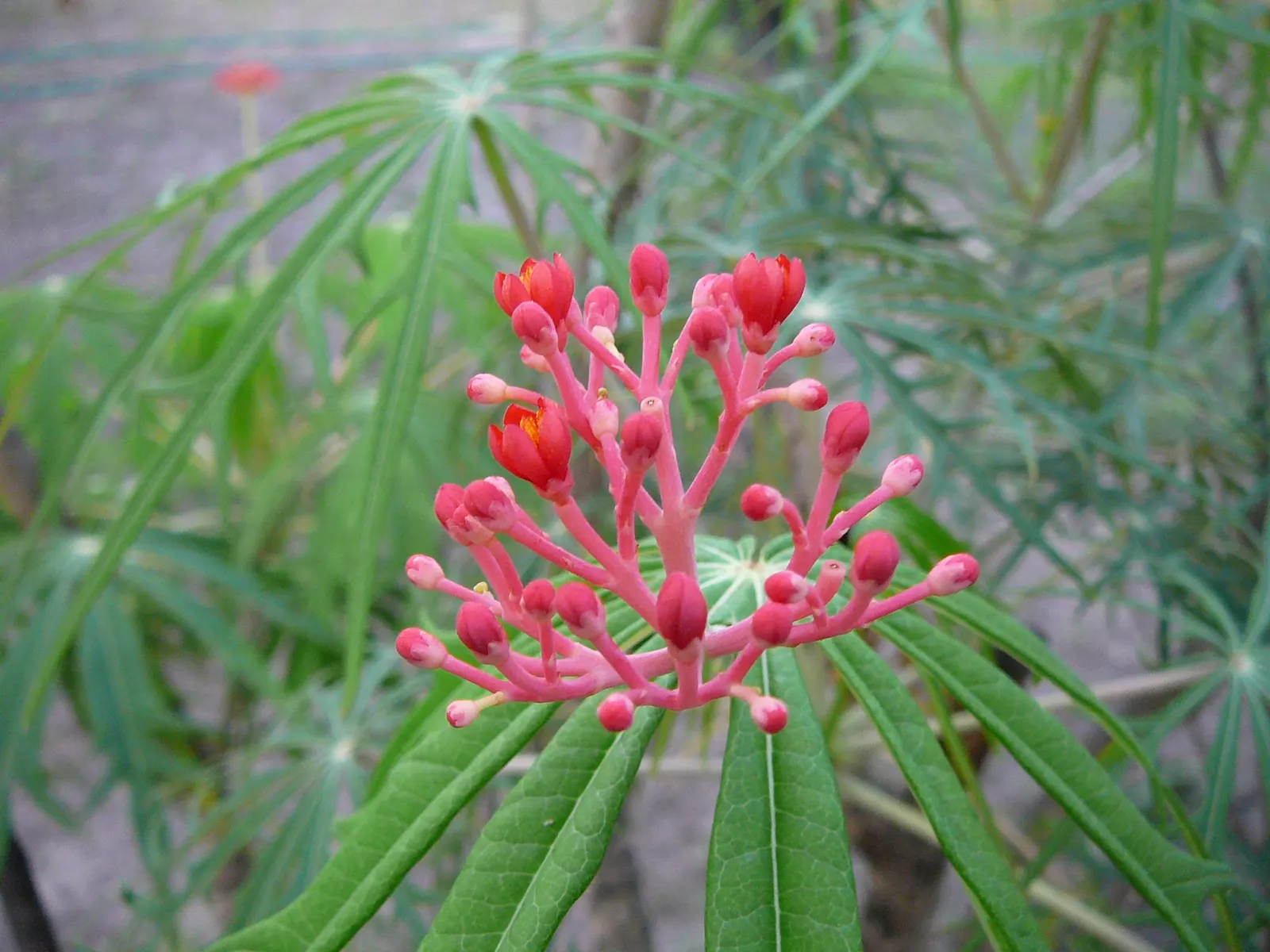 Coral Plant (Jatropha Multifida) — The clusters of intricate; adding a burst of color and visual interest to any garden.<br><br>Ideal for USDA, image 92