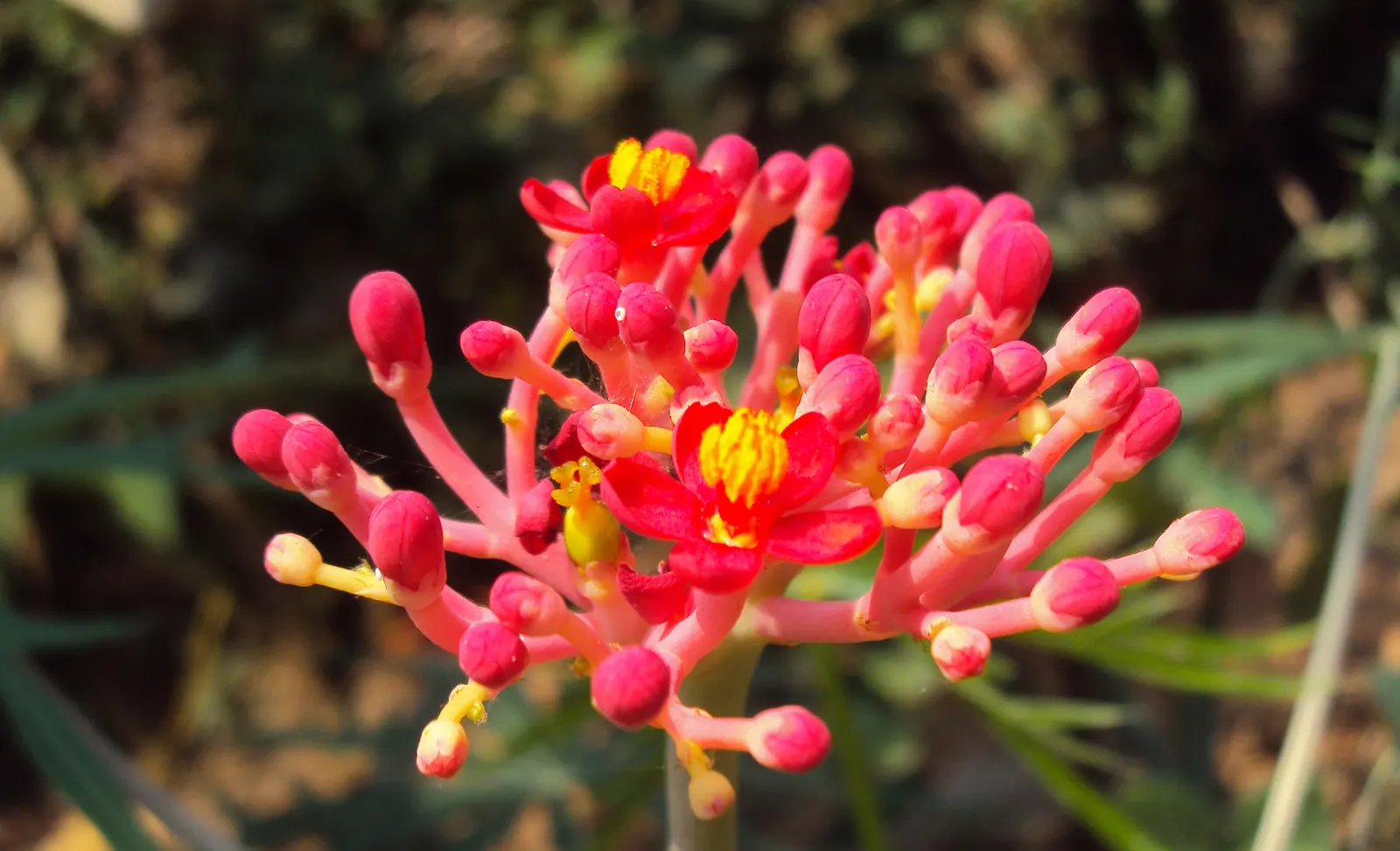 Coral Plant (Jatropha Multifida) — adding a burst of color and visual interest to any garden.<br><br>Ideal for USDA hardiness zones 10 to 12, image 95