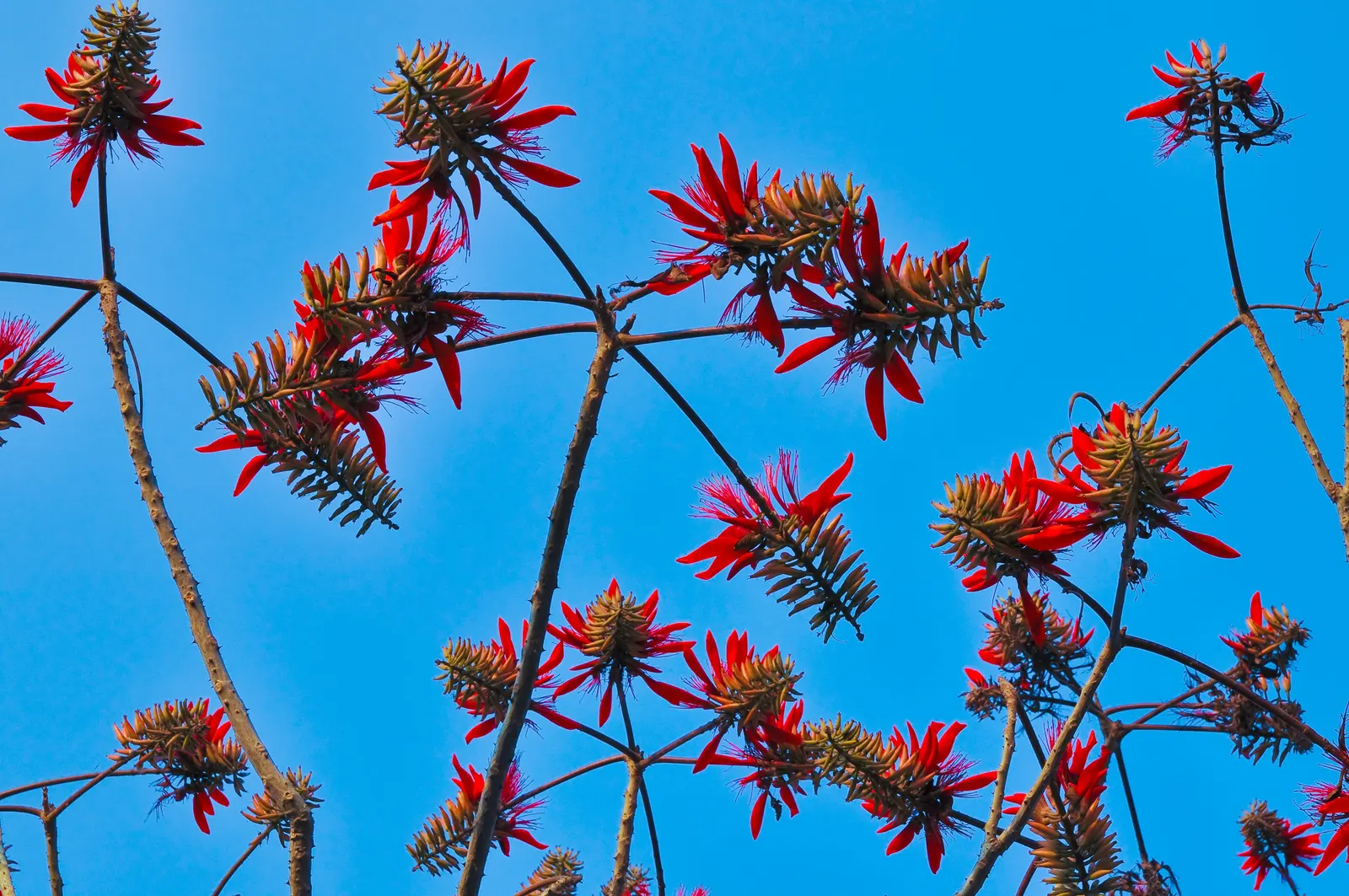 Coral Plant (Jatropha Multifida) — the Coral Plant resembles a living sculpture with foliage that spans up to 12 inches across; as a landscape architect