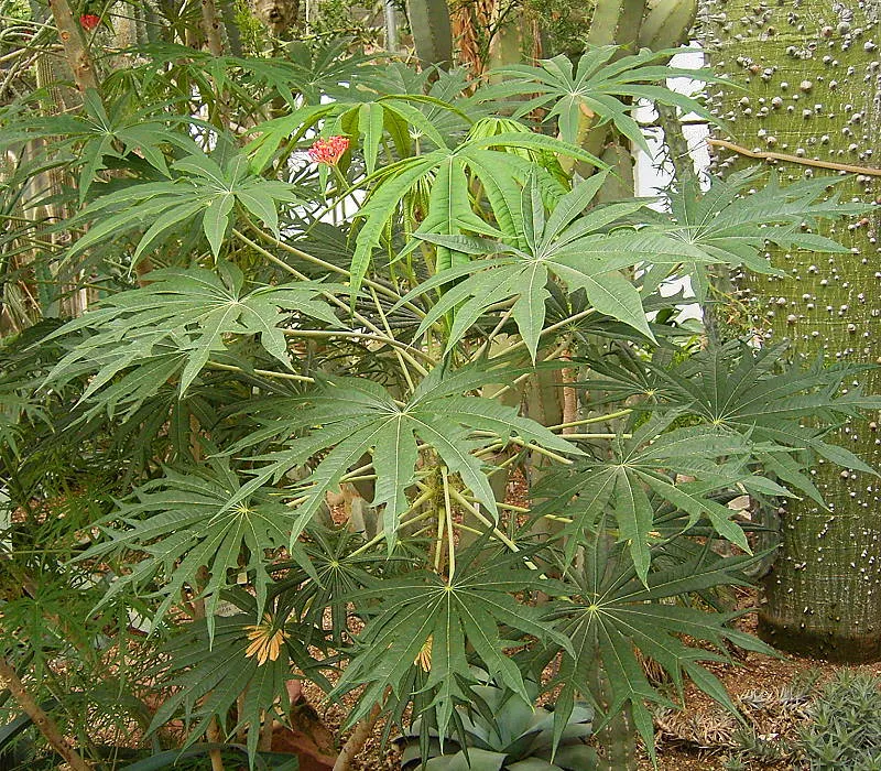 Coral Plant (Jatropha Multifida) — adding a burst of color and visual interest to any garden.<br><br>Ideal for USDA hardiness zones 10 to 12; resembling a
