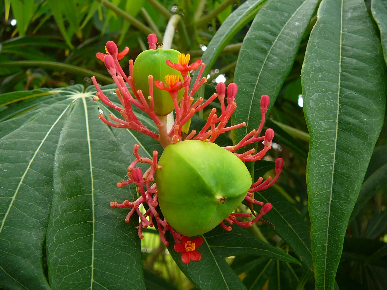 Coral Plant (Jatropha Multifida) — known scientifically as Jatropha multifida