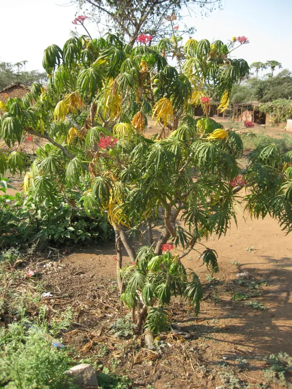 Coral Plant (Jatropha Multifida) — Being drought-tolerant once established, it is a low-maintenance choice for xeriscaping; shrub for full, image 97