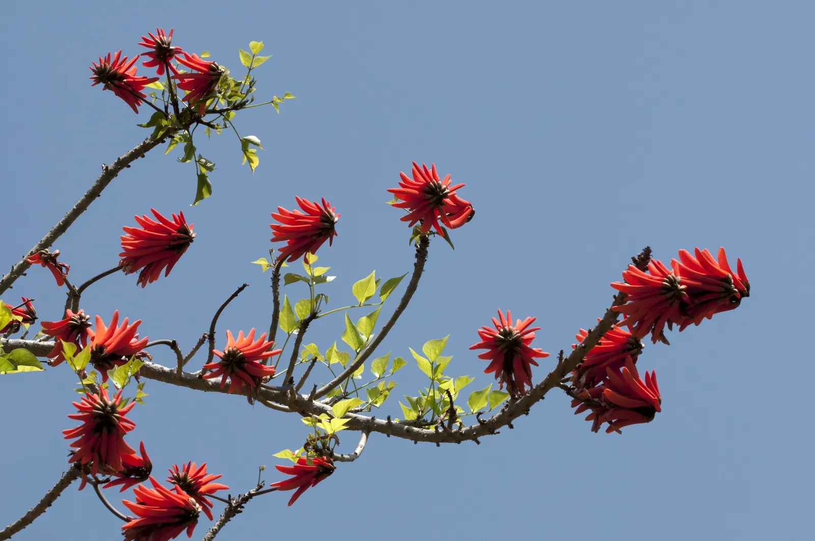 Coral Plant (Jatropha Multifida) — Requires well-drained soil and full sun to partial shade; shrub with red blooms, image 56