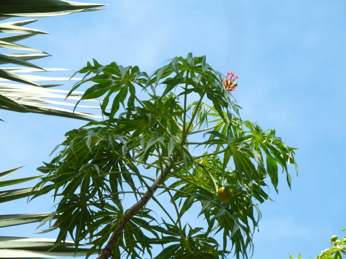 Coral Plant (Jatropha Multifida) — coral-like clusters of red blooms; the Coral Plant resembles a living sculpture with foliage that spans up to 12, image 80