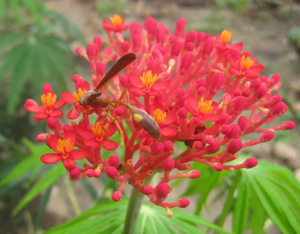 Coral Plant (Jatropha Multifida) — These leaves create a striking backdrop for the plant's true showpiece: its vibrant coral-red blossoms