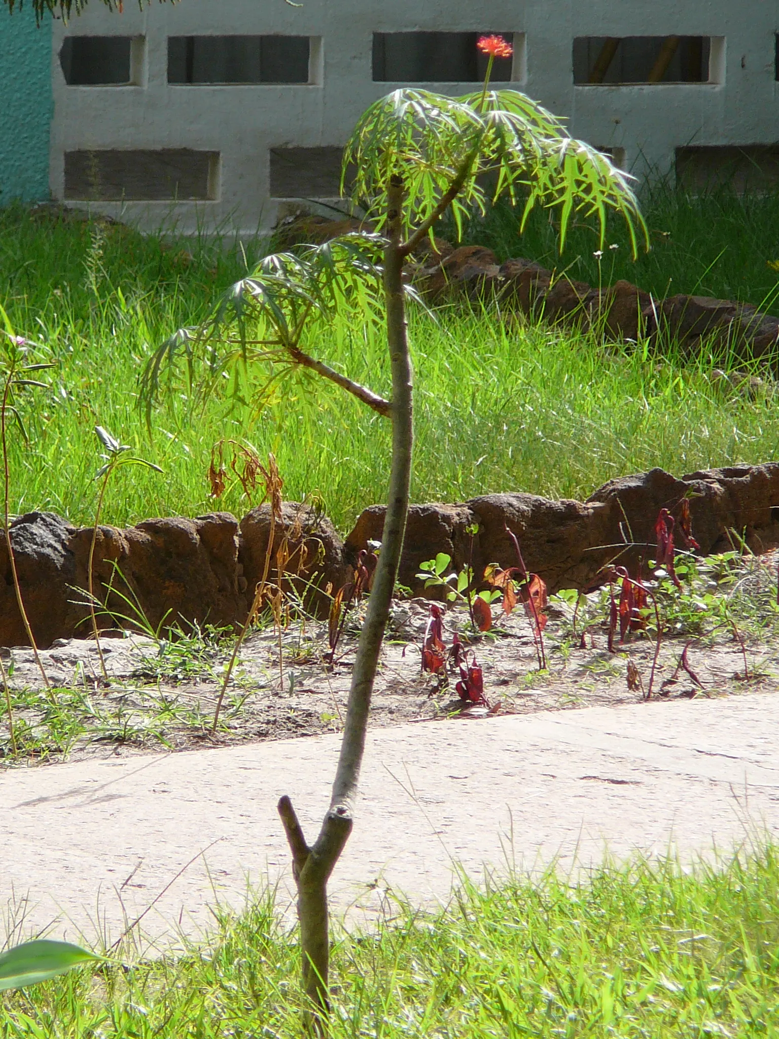 Coral Plant (Jatropha Multifida) — advise clients regarding its care and suitable companions for a cohesive and captivating garden design, image 75