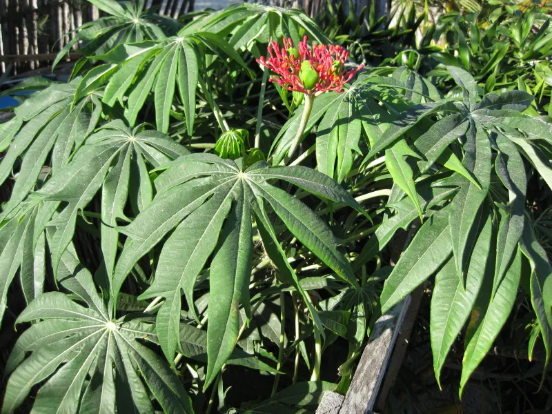 Coral Plant (Jatropha Multifida) — Keep away from children and pets