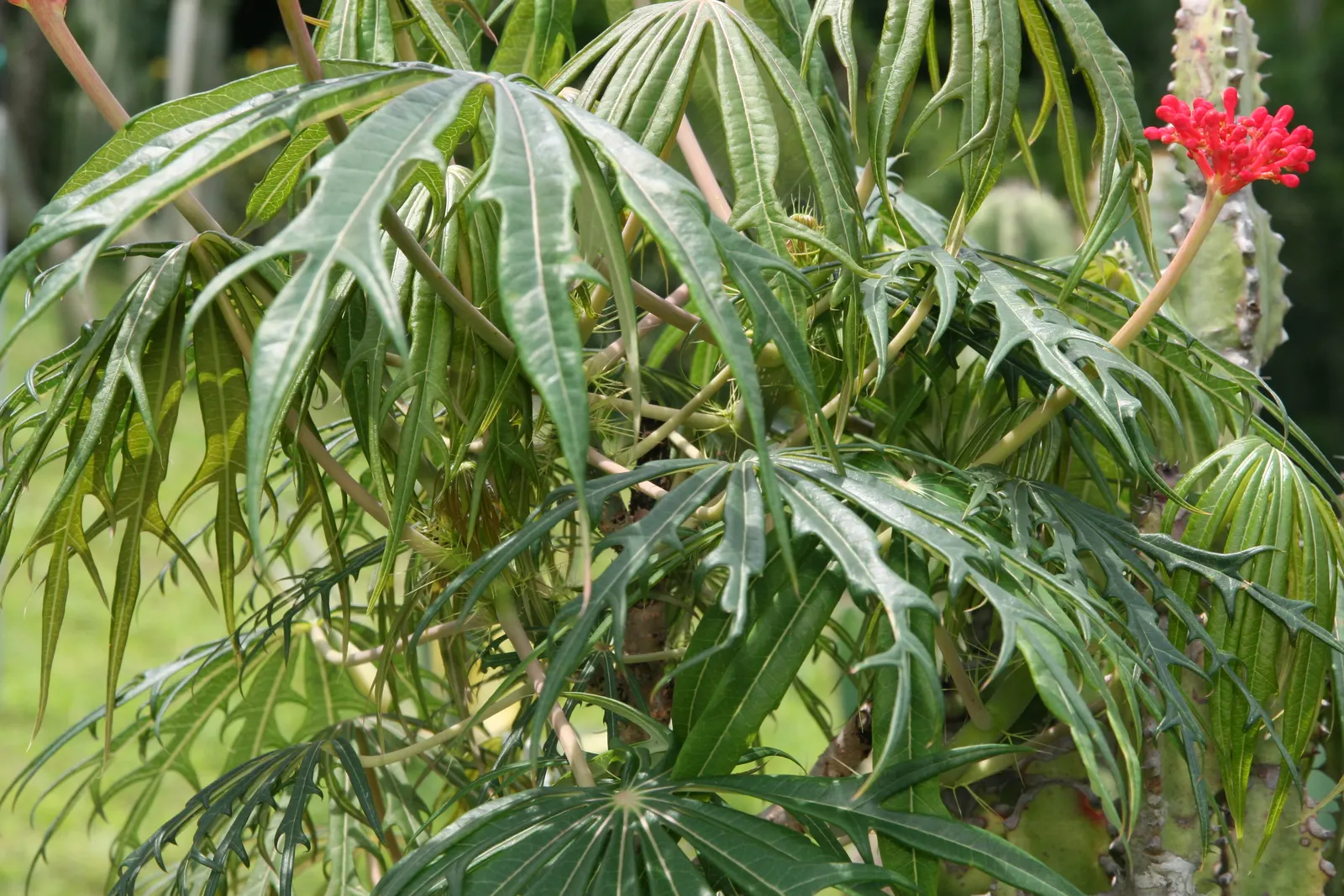 Coral Plant (Jatropha Multifida) — Being drought-tolerant once established, it is a low-maintenance choice for xeriscaping