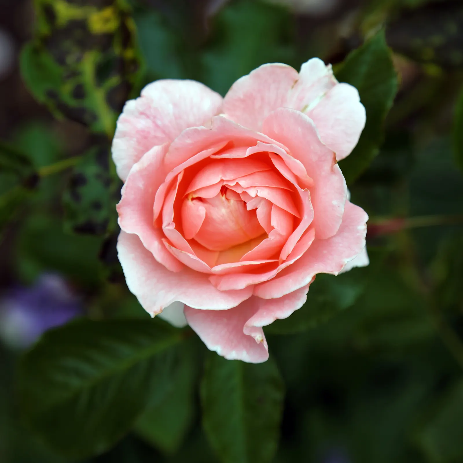 Coral Plant (Jatropha Multifida) — advise clients regarding its care and suitable companions for a cohesive and captivating garden design, image 101