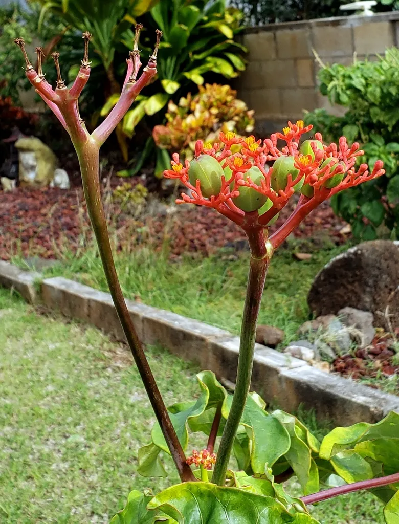 Coral Plant (Jatropha Multifida) — The clusters of intricate