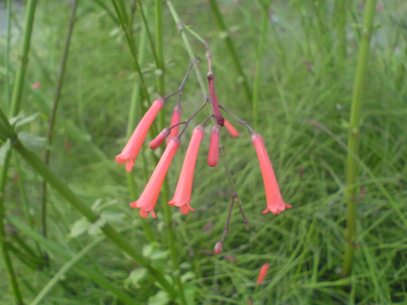 Coral Plant (Jatropha Multifida) — is a highly ornamental species and a noteworthy inclusion in any tropical or sub-tropical landscape design; known
