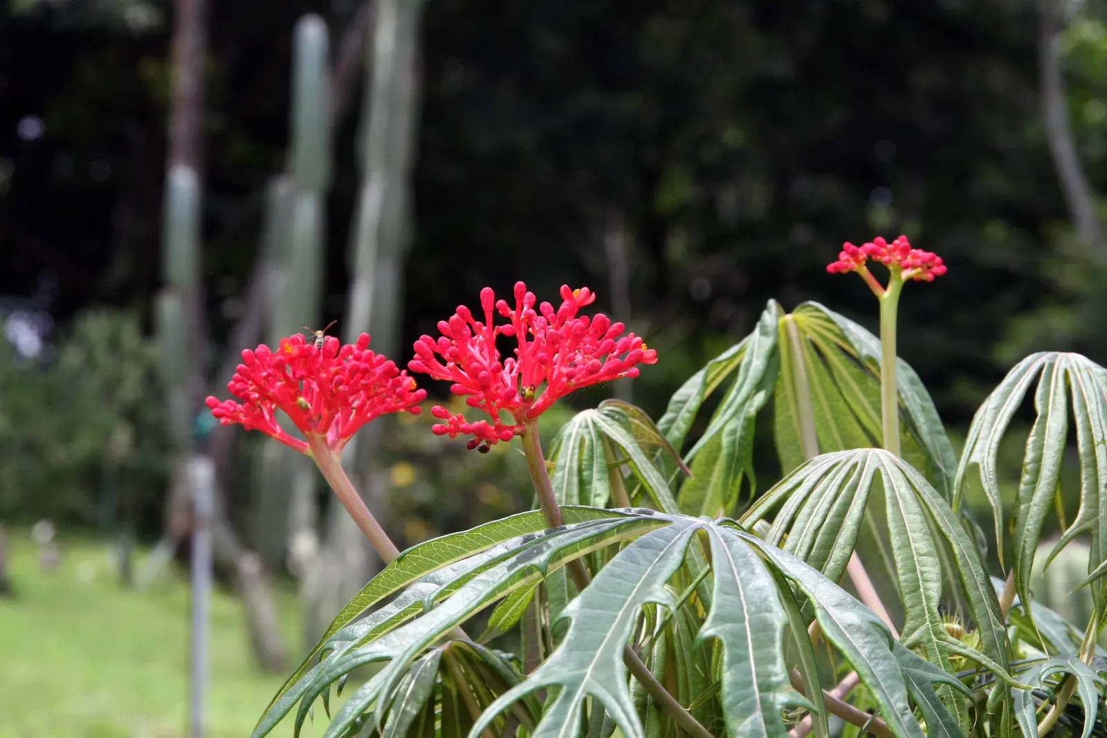 Coral Plant (Jatropha Multifida) — the Coral Plant resembles a living sculpture with foliage that spans up to 12 inches across