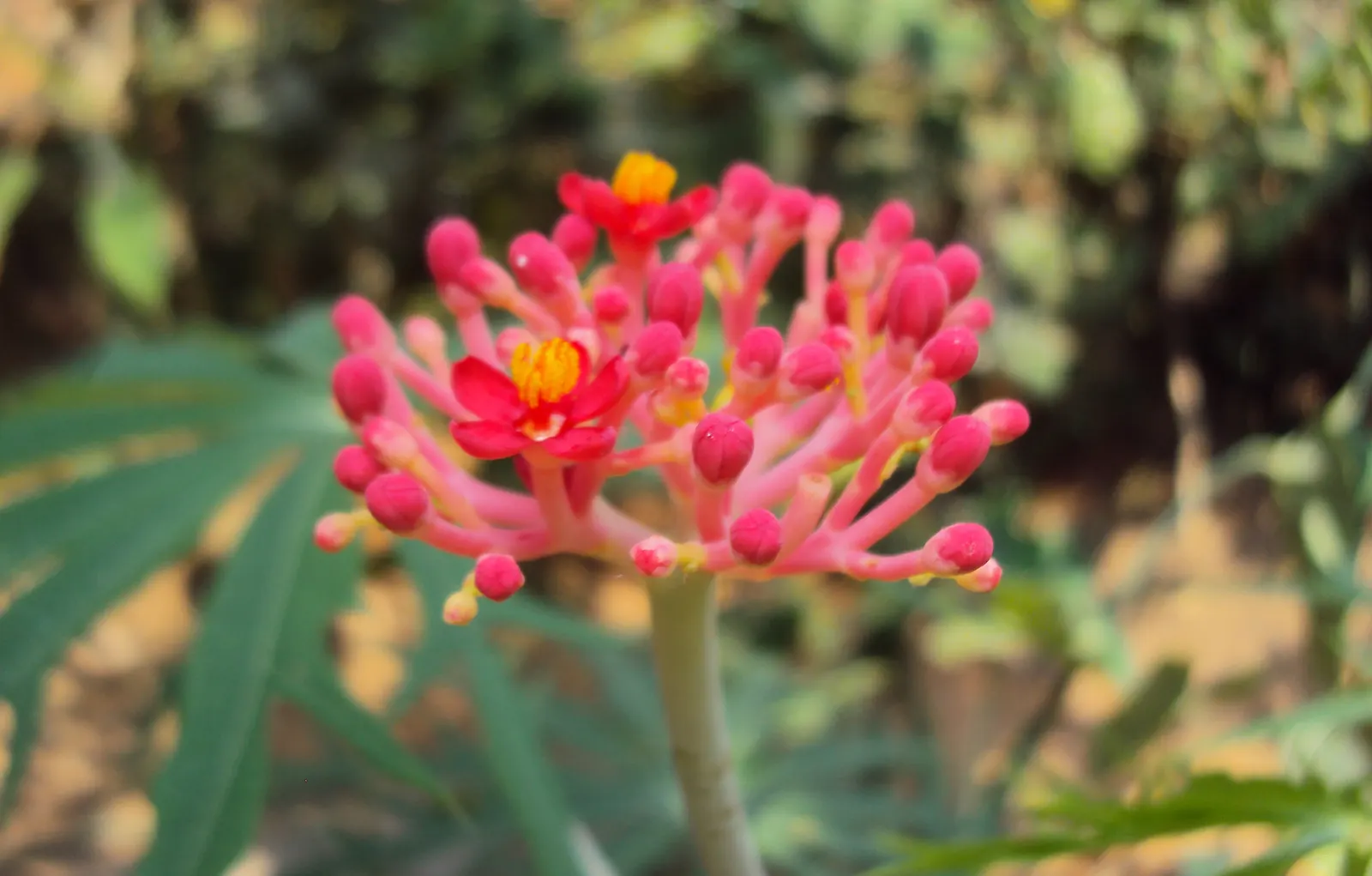 Coral Plant (Jatropha Multifida) — coral-like clusters of red blooms; the Coral Plant resembles a living sculpture with foliage that spans up to 12, image 106