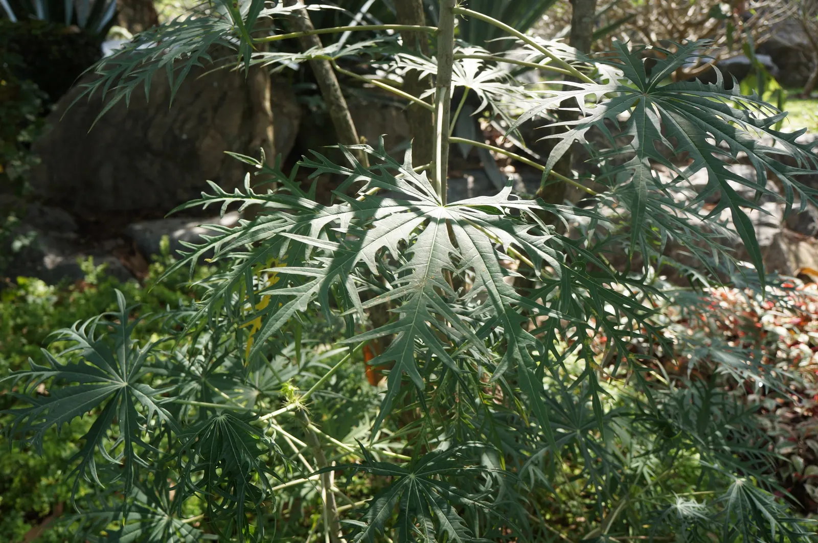 Coral Plant (Jatropha Multifida) — Thrives in USDA zones 10-12, reaching 15 feet tall and wide