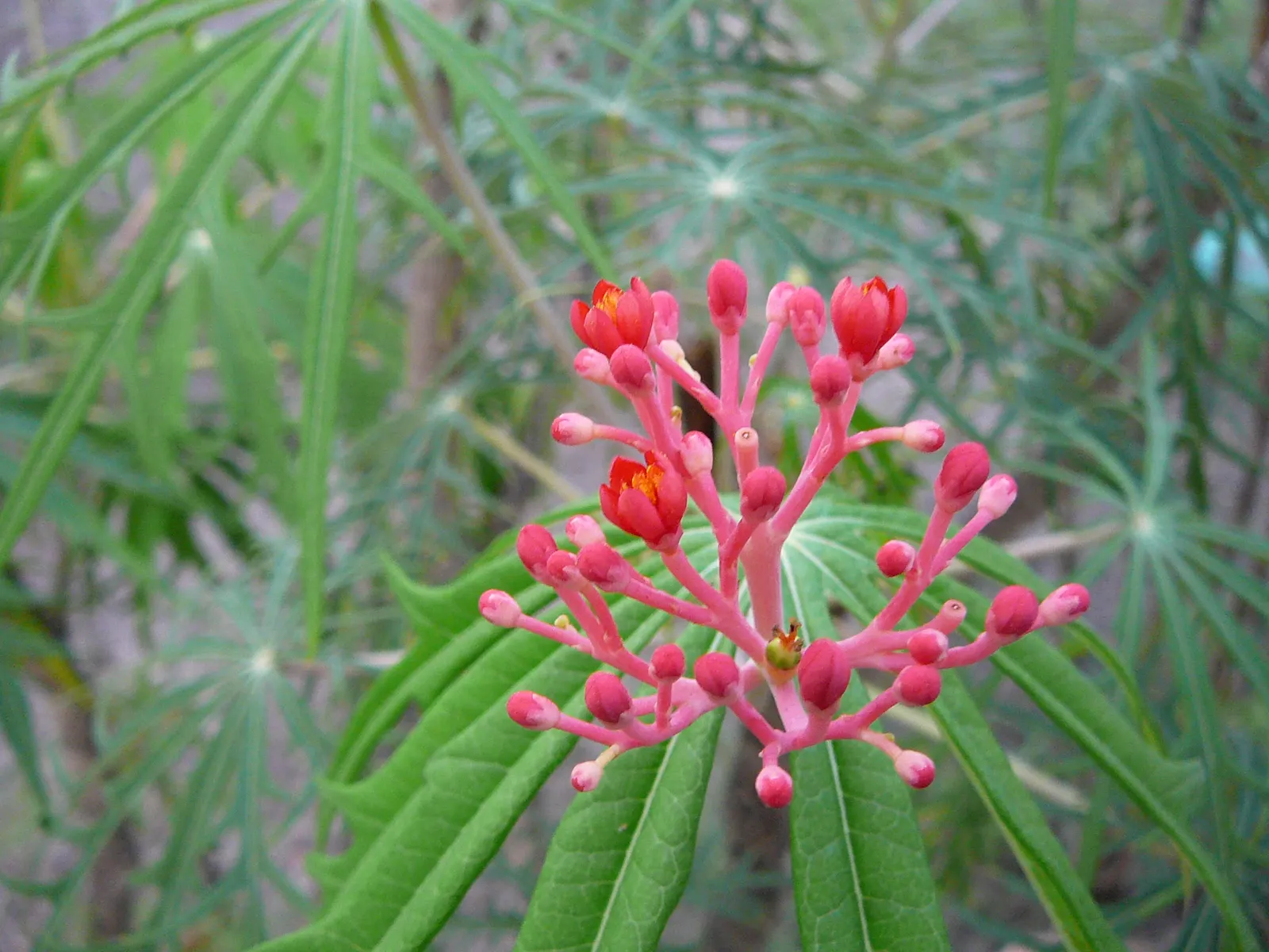 Coral Plant (Jatropha Multifida) — Keep away from children and pets; note that all parts of the Coral Plant are poisonous if ingested and its sap, image 85