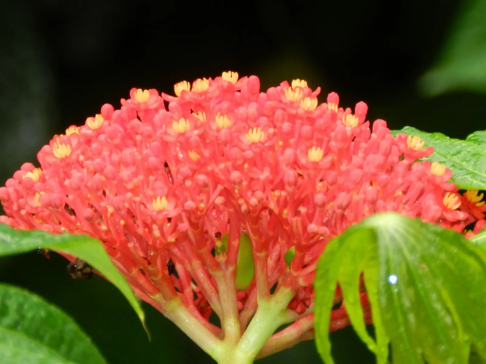Coral Plant (Jatropha Multifida) — Thrives in USDA zones 10-12, reaching 15 feet tall and wide; jatropha multifida requires well-draining soil and, image 81