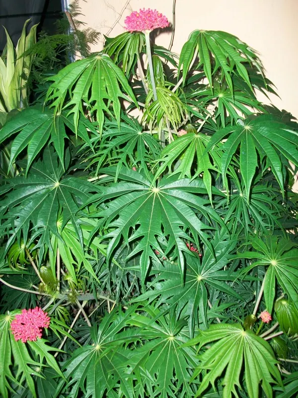 Coral Plant (Jatropha Multifida) — is a tropical shrub showcasing deeply lobed; requires well-drained soil and full sun to partial shade, image 53