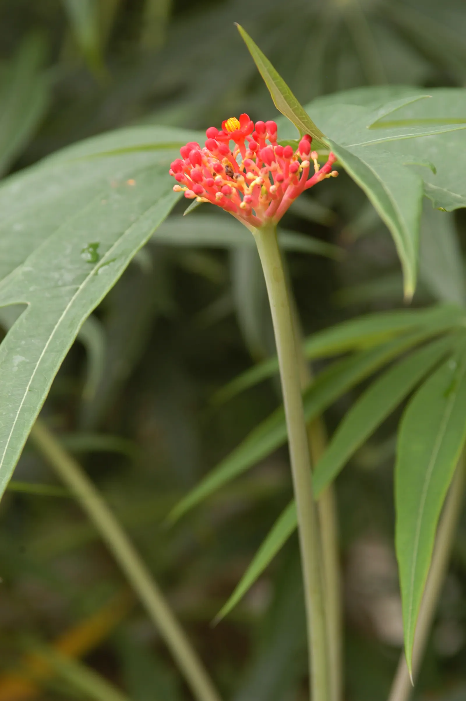 Coral Plant (Jatropha Multifida) — is a tropical shrub showcasing deeply lobed; requires well-drained soil and full sun to partial shade