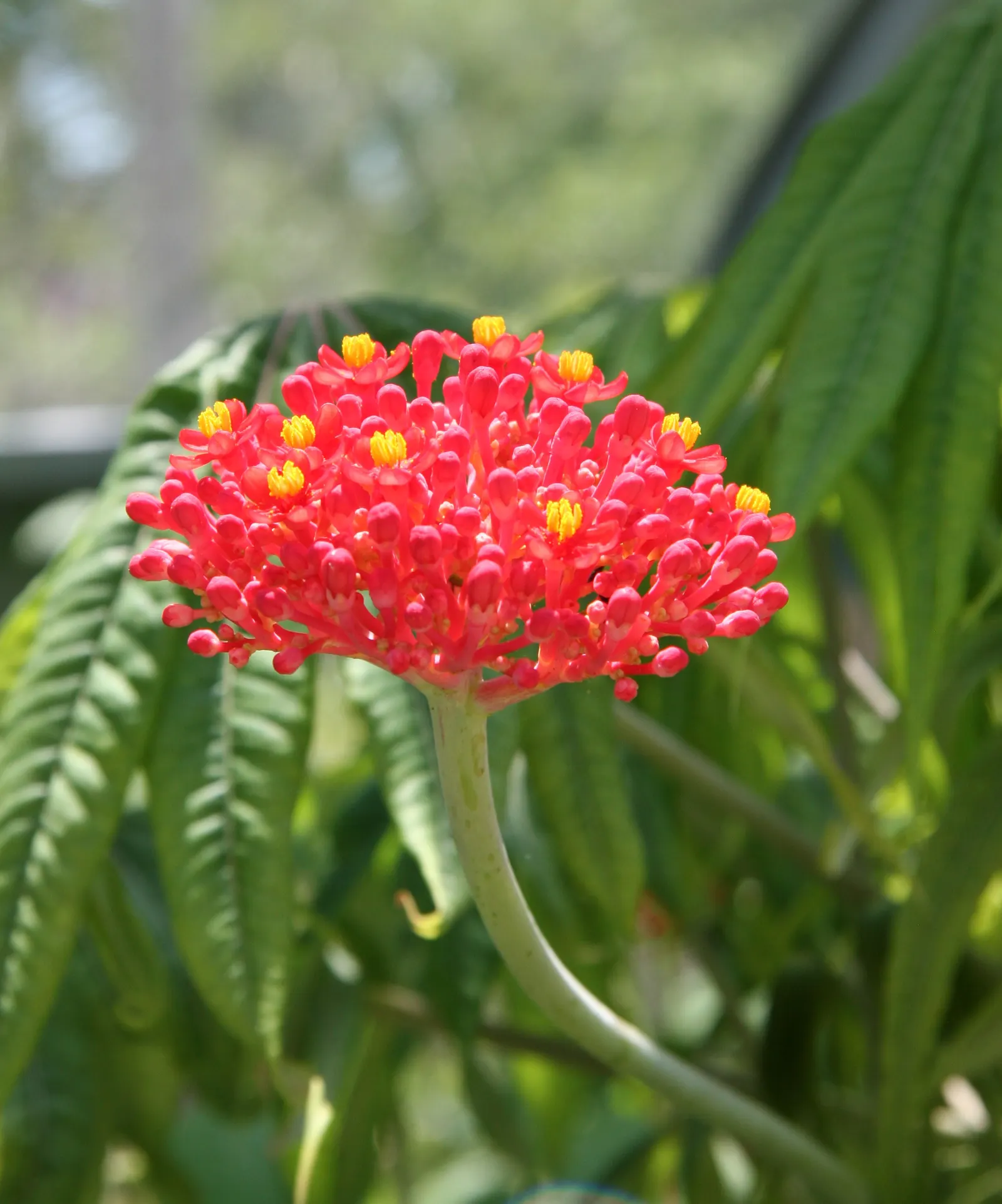 Coral Plant (Jatropha Multifida) — so placement should consider accessibility; the clusters of intricate, image 99