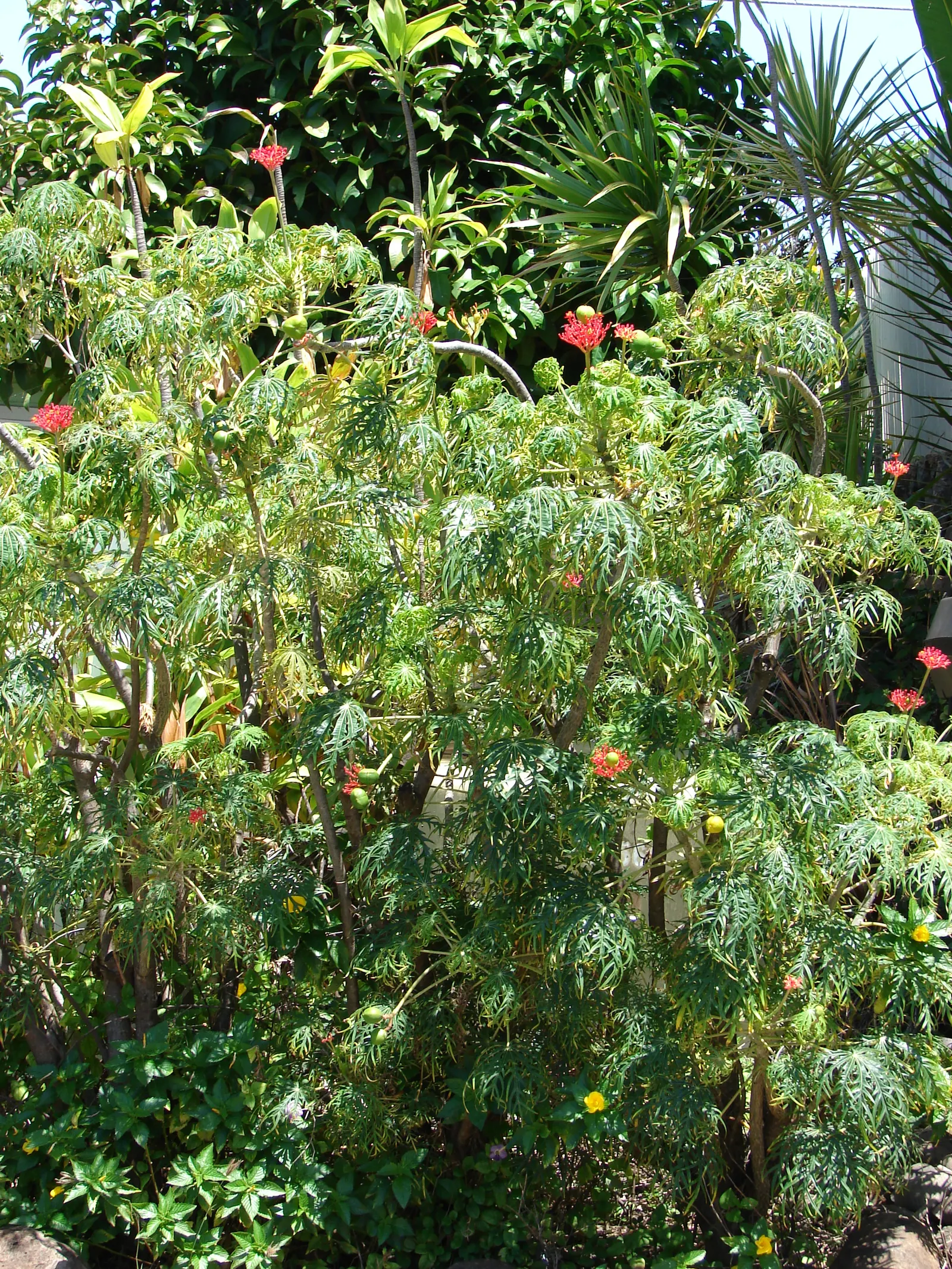 Coral Plant (Jatropha Multifida) — Note that all parts of the Coral Plant are poisonous if ingested and its sap can cause skin irritation