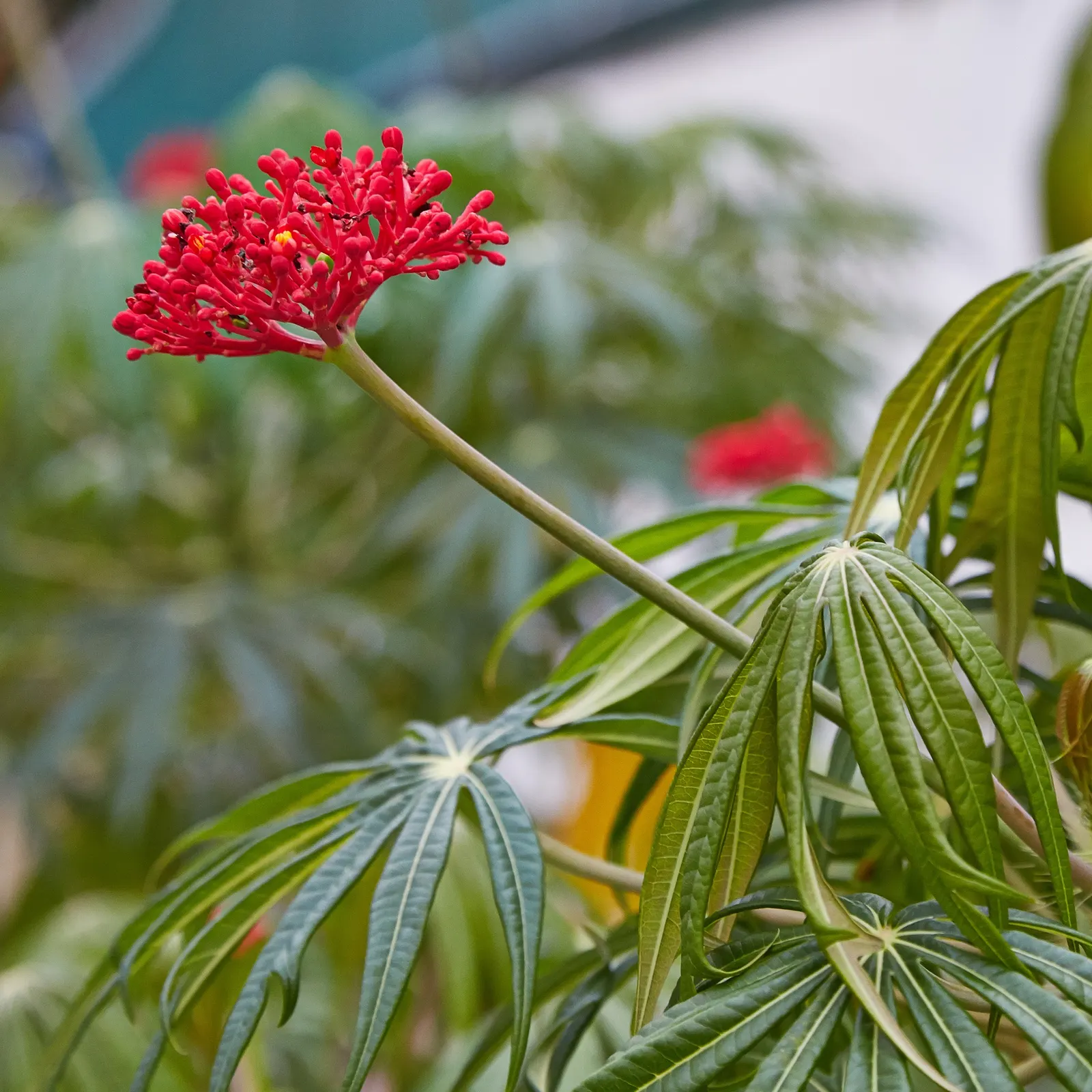 Coral Plant (Jatropha Multifida) — the Coral Plant resembles a living sculpture with foliage that spans up to 12 inches across; as a landscape, image 89