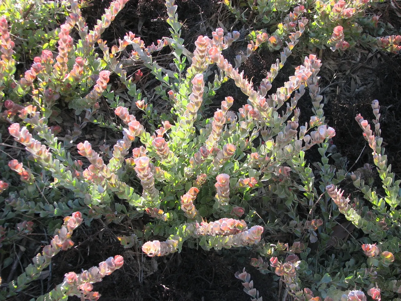 Coral Plant (Jatropha Multifida) — is a highly ornamental species and a noteworthy inclusion in any tropical or sub-tropical landscape design