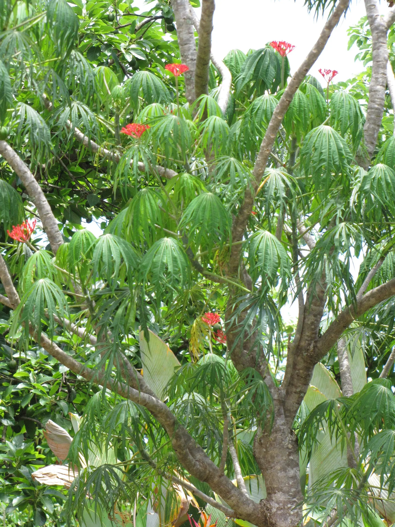 Coral Plant (Jatropha Multifida) — These leaves create a striking backdrop for the plant's true showpiece: its vibrant coral-red blossoms; with its native