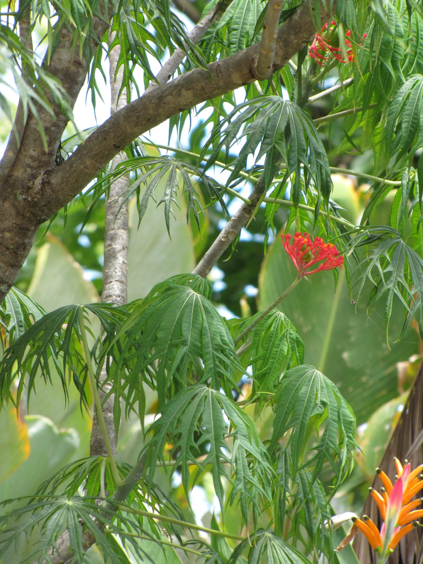 Coral Plant (Jatropha Multifida) — Adds exotic flair and vertical interest to landscapes