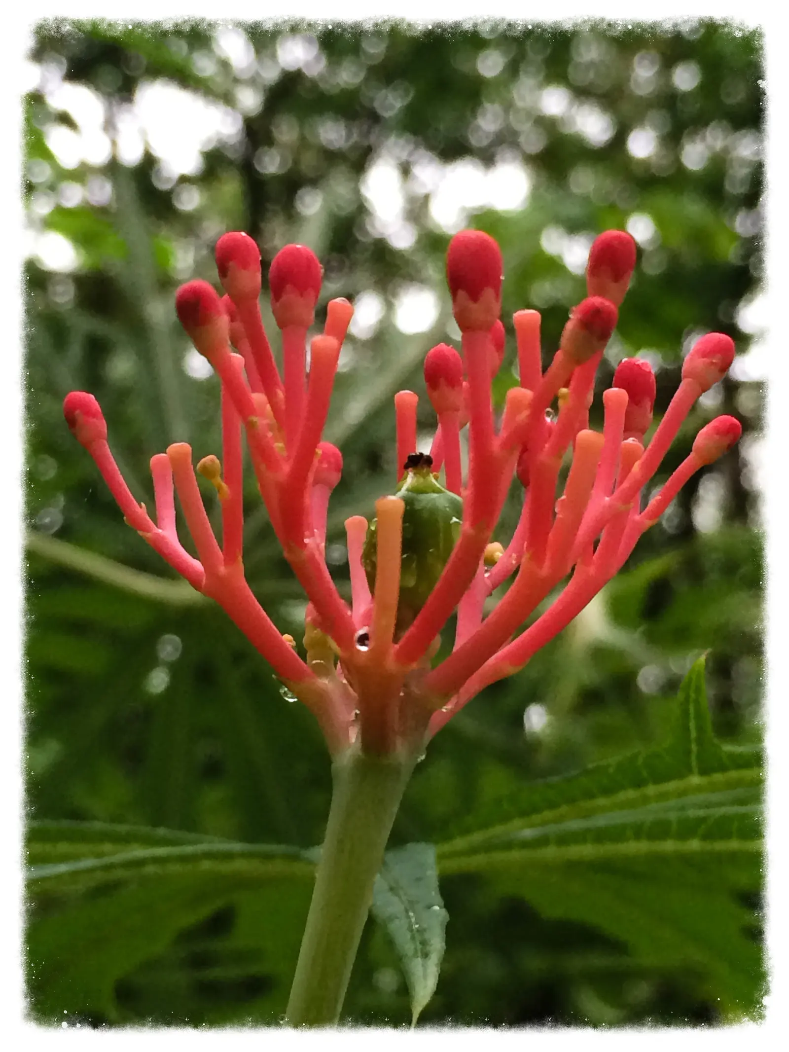 Coral Plant (Jatropha Multifida) — Note that all parts of the Coral Plant are poisonous if ingested and its sap can cause skin irritation; keep, image 72