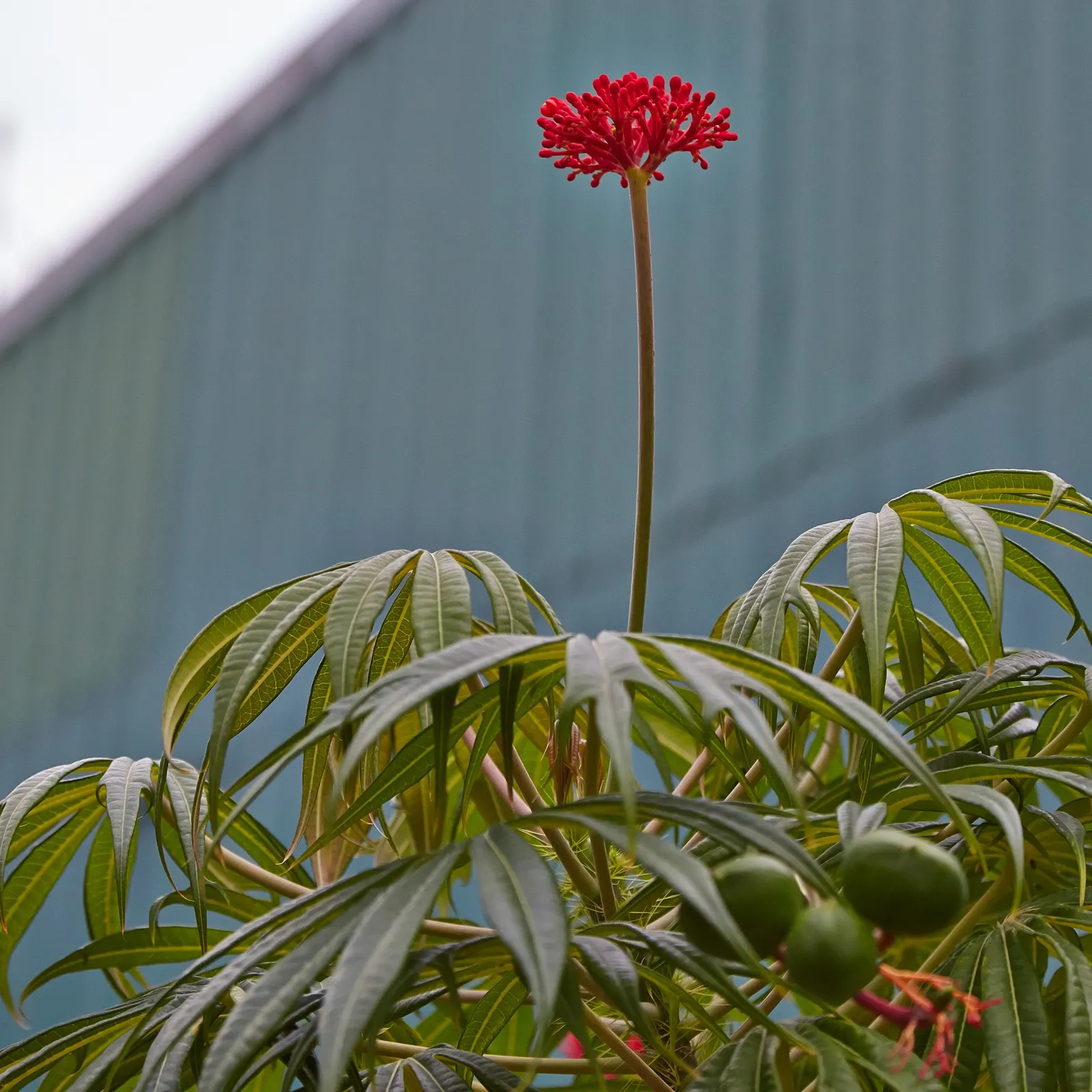 Coral Plant (Jatropha Multifida) — known scientifically as Jatropha multifida; is a tropical shrub showcasing deeply lobed, image 86