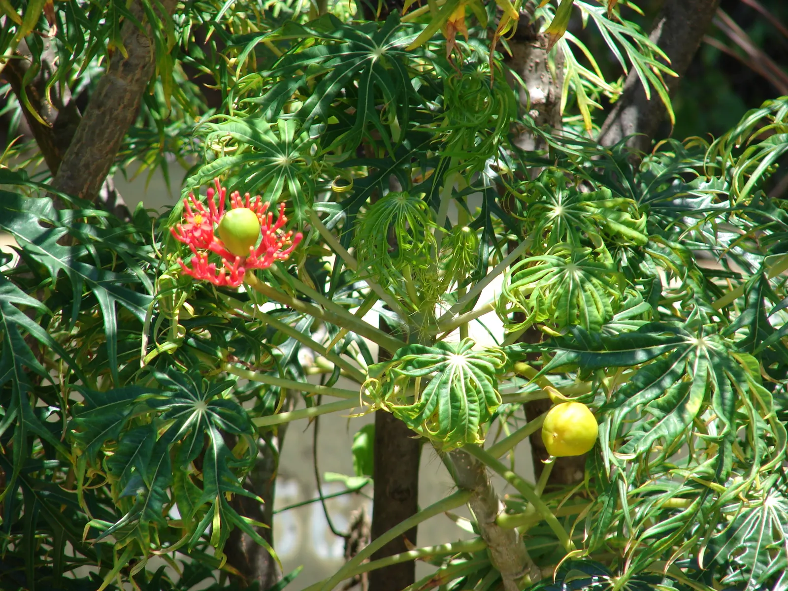 Coral Plant (Jatropha Multifida) — resembling a large oak leaf in shape