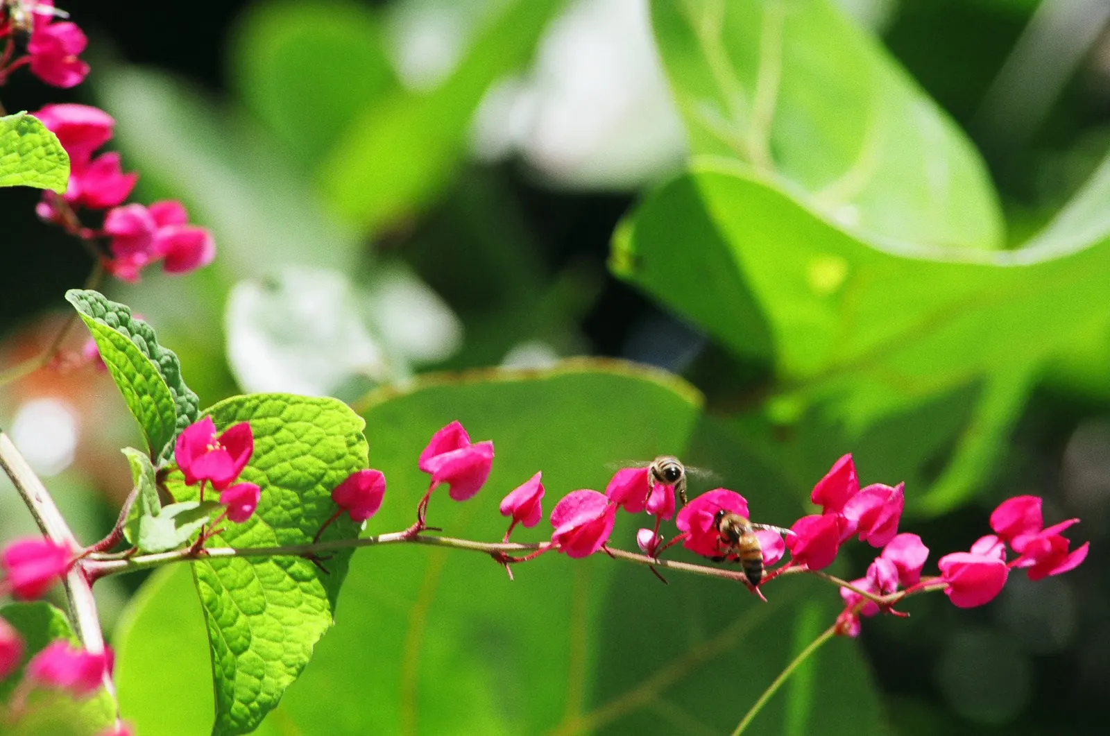 Coral Plant (Jatropha Multifida) — blooming intermittently throughout the year; drought-tolerant once established