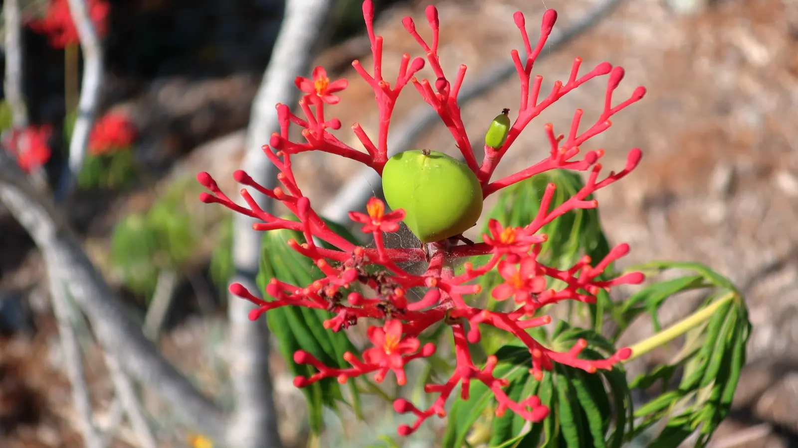 Coral Plant (Jatropha Multifida) — known scientifically as Jatropha multifida; is a tropical shrub showcasing deeply lobed, image 60