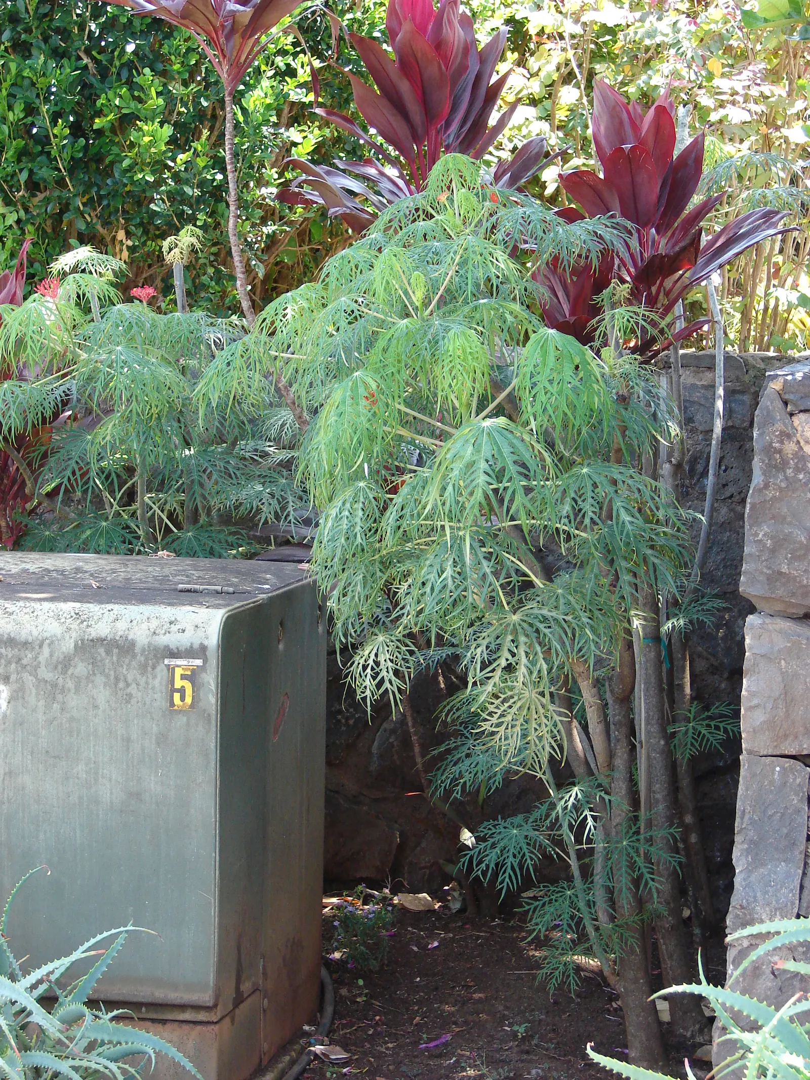 Coral Plant (Jatropha Multifida) — Drought-tolerant once established; adds exotic flair and vertical interest to landscapes, image 109