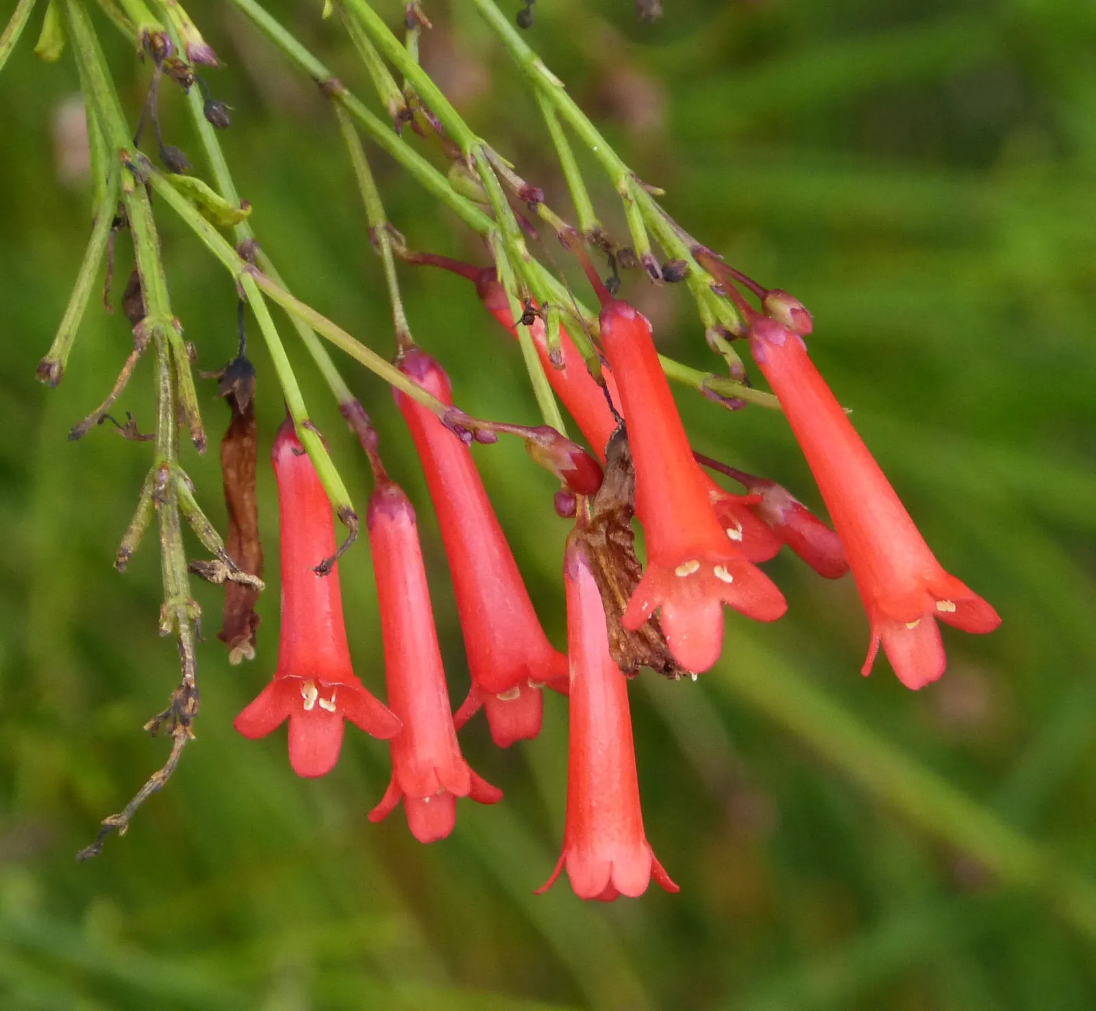 Coral Plant (Jatropha Multifida) — is a highly ornamental species and a noteworthy inclusion in any tropical or sub-tropical landscape design; known, image 61
